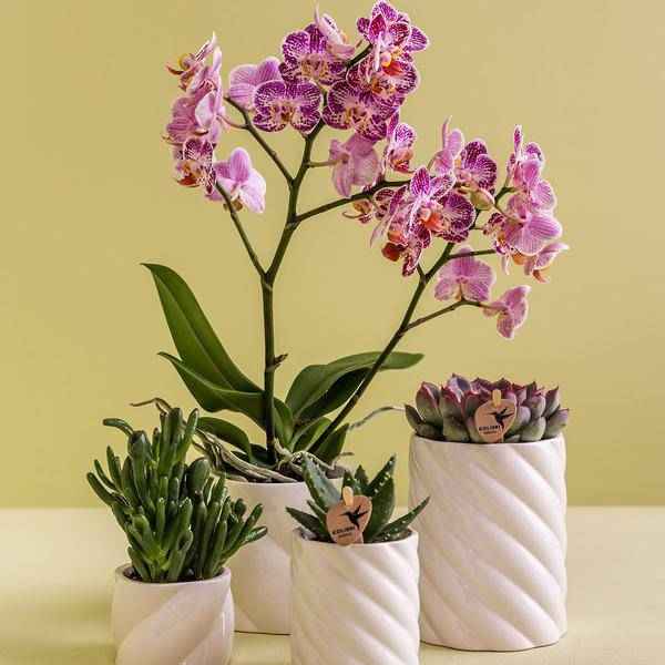 Image of Candy Dekotopf hoch Weiß Ø9cm – runder Keramik Übertopf in cleanem Weiß – fröhliches Design für Orchideen & Zimmerpflanzen