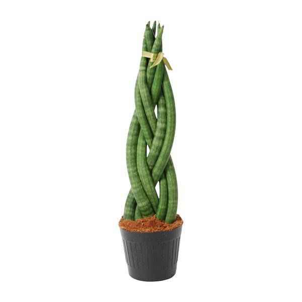 Image of Sansevieria cylindrica Twist – Bogenhanf – pflegeleichte Zimmerpflanze – luftreinigend – ↕40cm – Ø10,5cm-0