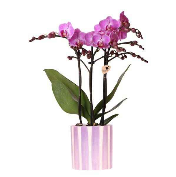 Image of Phalaenopsis Orchidee Vienna – Lila – inkl. Painted Stripe Topf Lilac Ø9cm – Blühende Zimmerpflanze mit 2-3 Stielen – Edle Deko – Orchidee – Topf-0