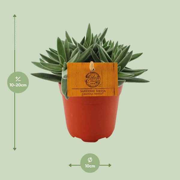 Image of Sukkulente Crassula Tenelli Zimmerpflanze Ø11cm ↕15cm – pflegeleichte Sukkulente für Wohnzimmer, Büro & helle Standorte kaufen-1
