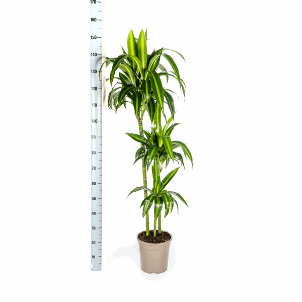 Image of Dracaena Deremensis Hawaiian Sunshine – Drachenbaum – Ø24cm – ↕130-150cm – Tropische Zimmerpflanze mit gelb – grünen Blättern-3