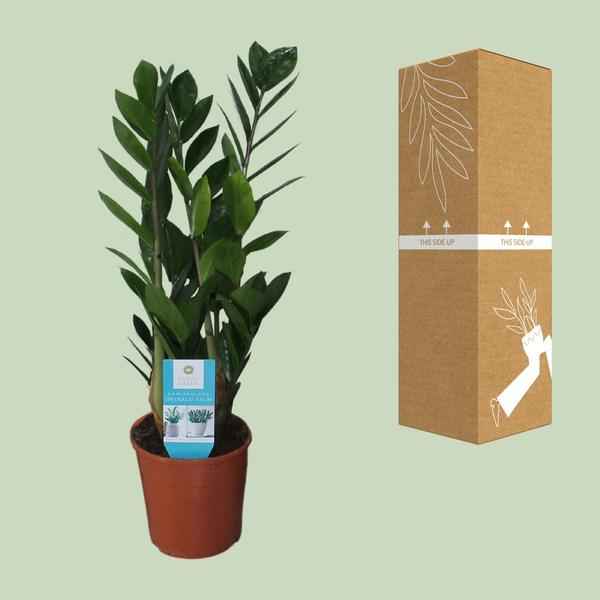 Image of Glücksfeder Zamioculcas Zamiifolia Zimmerpflanze Ø14cm ↕55cm – pflegeleichte Grünpflanze für Wohnzimmer, Büro & helle Standorte kaufen-2