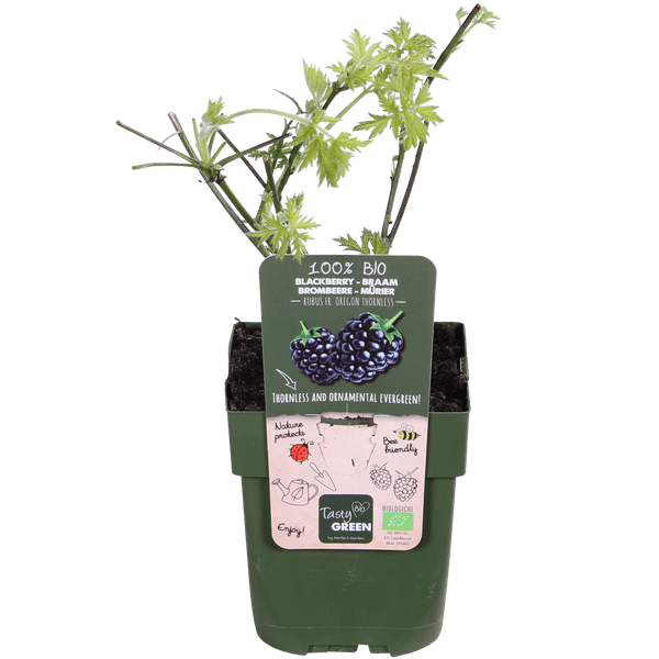 Image of Dornenlose Bio Brombeere – Rubus fruticosus ‘Dornenlos Immergrün’ – Ø13cm – ca. 45cm hoch – Süße & vitaminreiche Früchte – winterharte Kletterpflanze-1