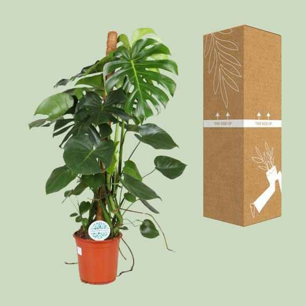 Image of Köstliches Fensterblatt Monstera Deliciosa Zimmerpflanze Ø24cm ↕105cm – pflegeleichte Grünpflanze für Wohnzimmer, Büro & helle Standorte kaufen