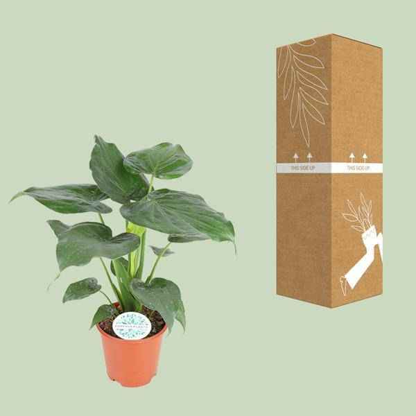 Image of Elefantenohr Alocasia Cucullata Zimmerpflanze Ø21cm ↕80cm – pflegeleichte Grünpflanze für Wohnzimmer, Büro & helle Standorte kaufen-2