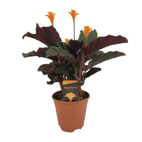 Image of Safran – Korbmarante – Calathea Crocata – Ø14cm – ca. 40cm hoch – Exotische Zimmerpflanze mit auffälligem Blattmuster