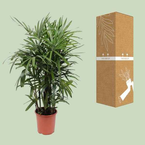 Image of Steckenpalme – Rhapis excelsa – Lady Palm – Ø27cm – Höhe ca. 120cm – Pflegeleichte Zimmerpalme – Luftreinigende tropische Pflanze für Innenräume-2