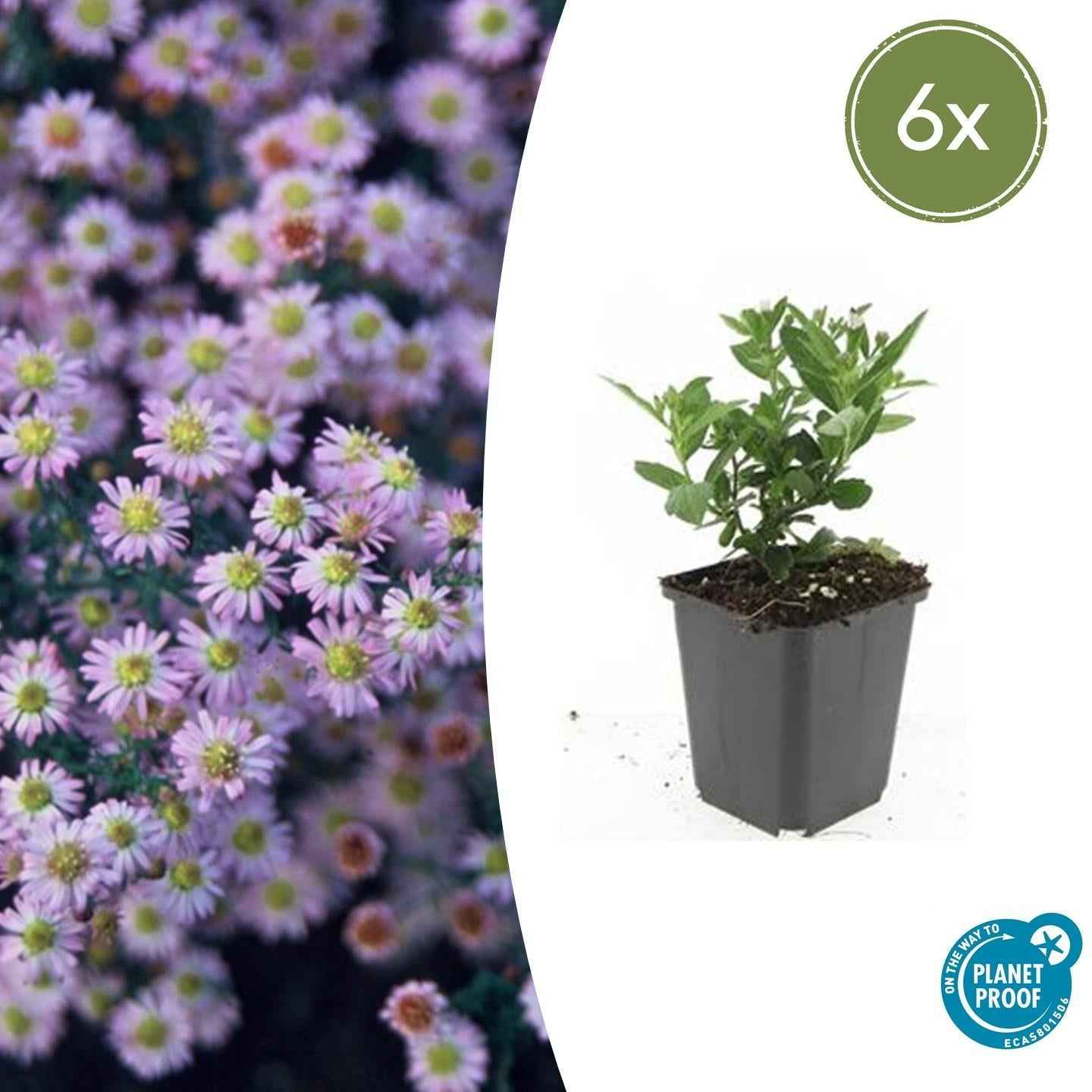 Image of Wild – Aster ageratoides 'Stardust' – ↕10-25cm – Ø9cm – Weißer Herbstblüher – Bienenfreundlich – Pflegeleicht-2