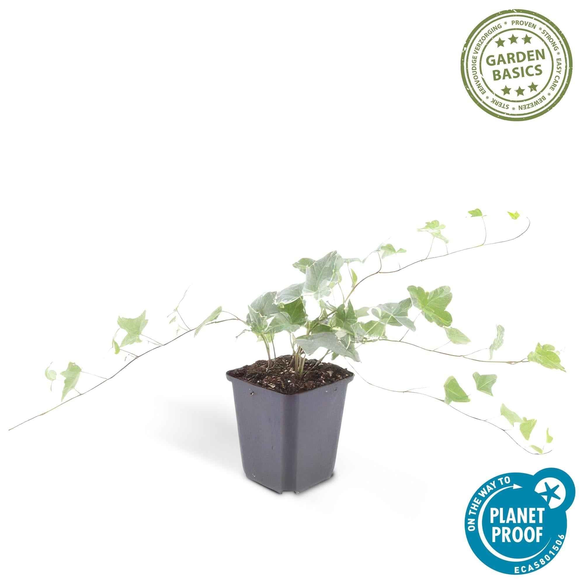 Image of Hedera helix 'Glacier' – Bunter Efeu – ↕10-25cm – Ø9cm – Immergrüner Kletter – & Bodendecker – Pflegeleicht & winterhart-4