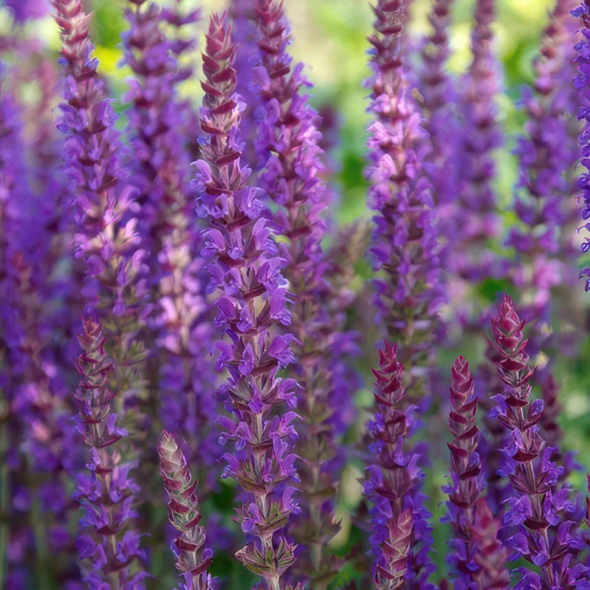 Image of Salvia nemorosa 'Ostfriesland' – ↕10-25cm – Ø9cm – Staude – Lila Blüten – Sonnig – Pflegeleicht & Robust-1