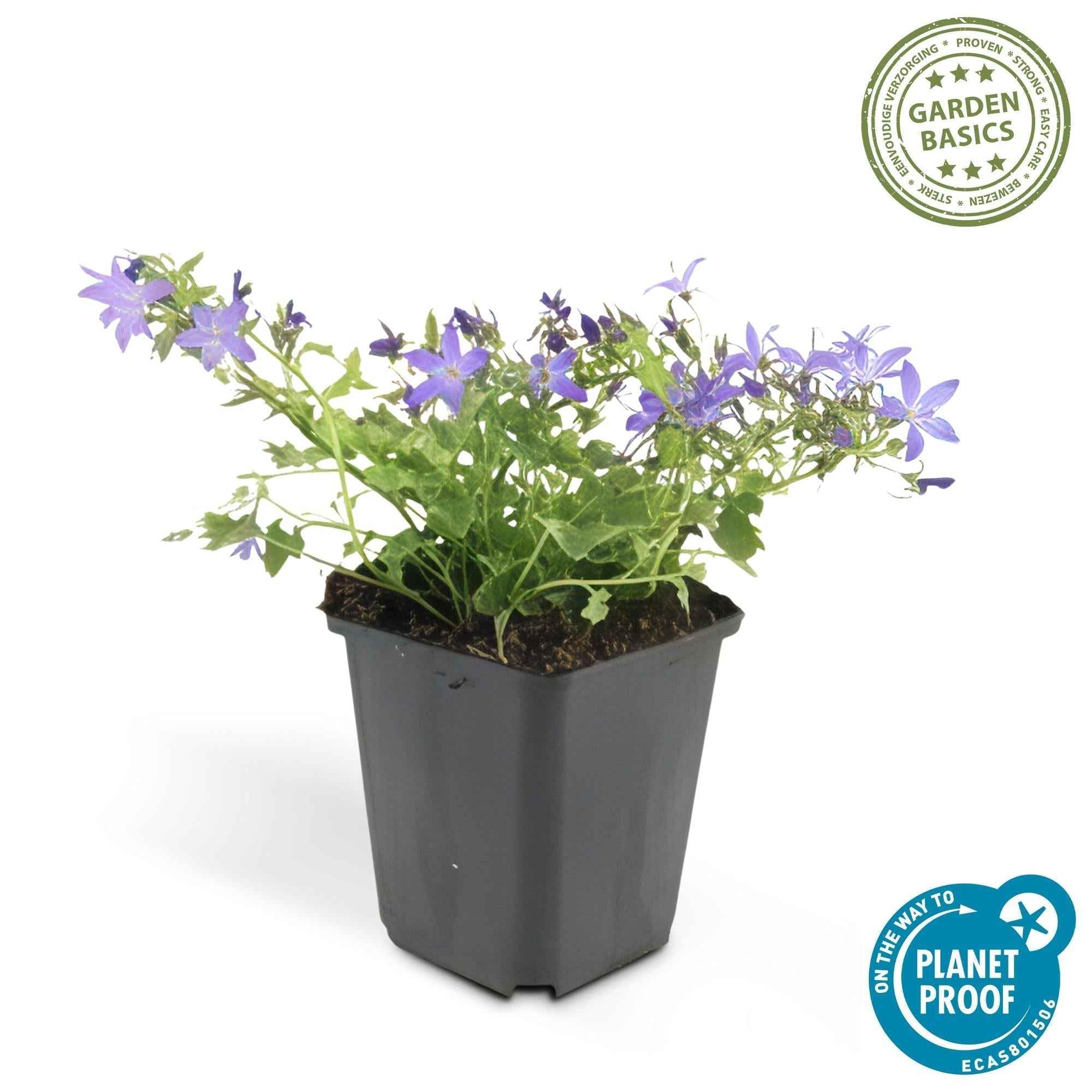 Image of Campanula poscharskyana 'Stella' – Hängepolster – Glockenblume – Blaue Blüten – ↕10-25cm – Ø9cm – Überhängend & pflegeleicht-4
