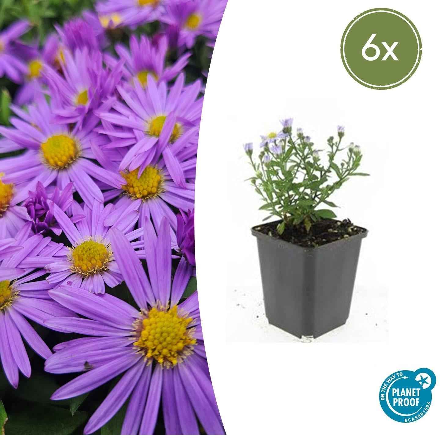 Image of Kissen – Aster (D) 'Prof. Anton Kippenberg' – ↕10-25cm – Ø9cm – Lila Herbstblüte – Pflegeleicht – Beete & Töpfe-2