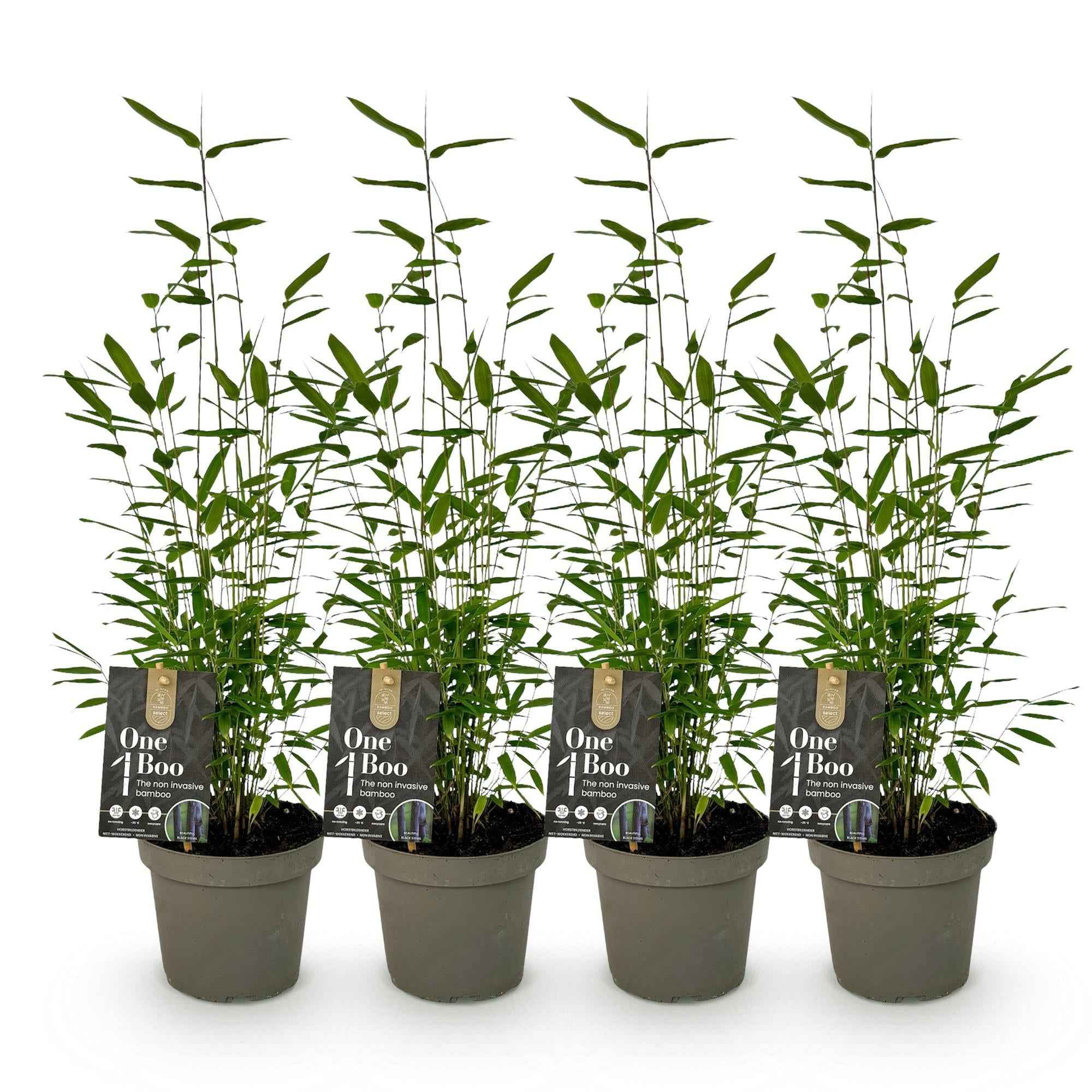Image of Bambus Fargesia Black Dragon – Immergrün – Nicht ausbreitend – Schwarze Stämme – Für Hecke, Garten & Terrasse – Ø14cm Höhe ca. 35cm