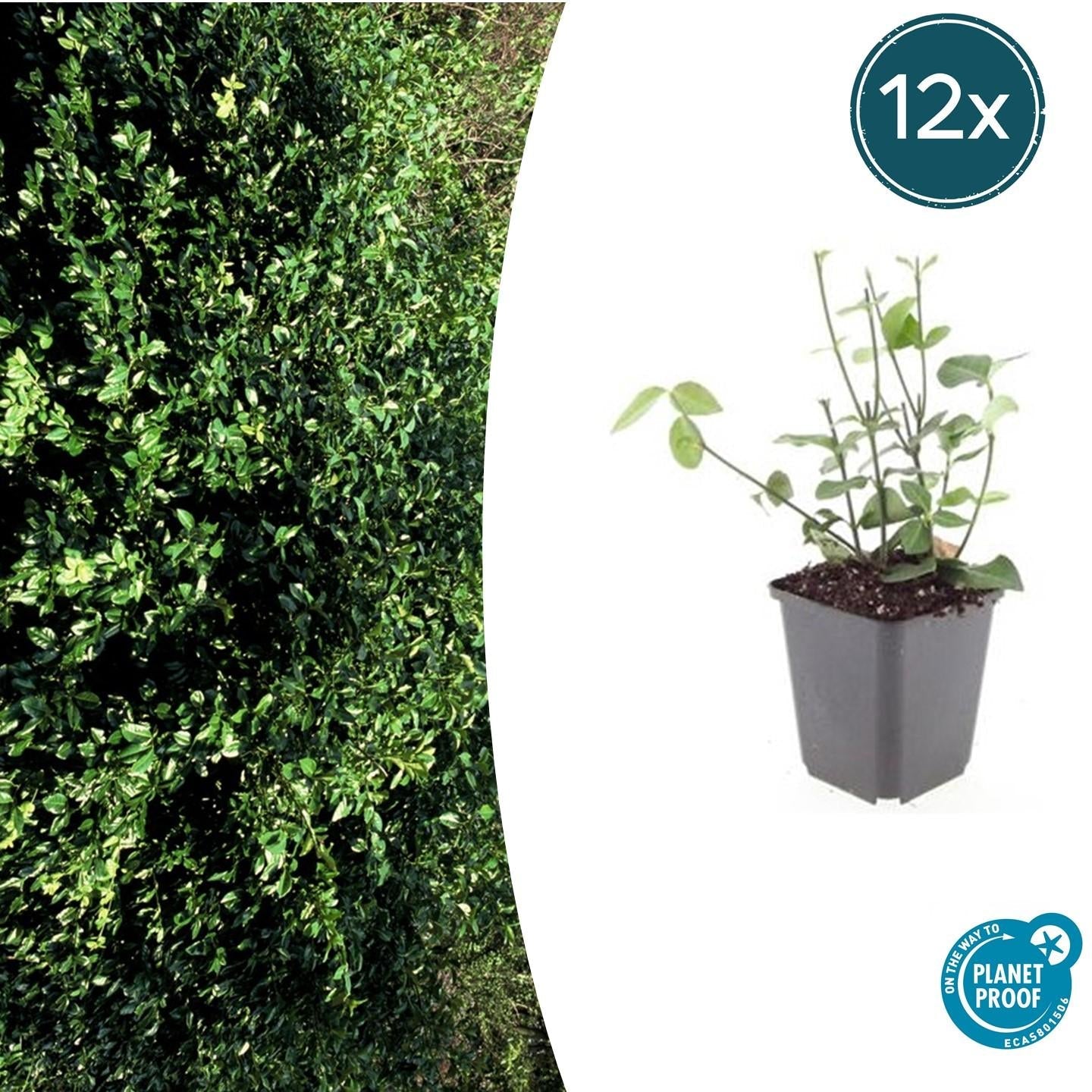 Image of Purpur – Kriechspindel Euonymus fortunei 'Coloratus' – ↕10-25cm – Ø9cm – & Hecken-6