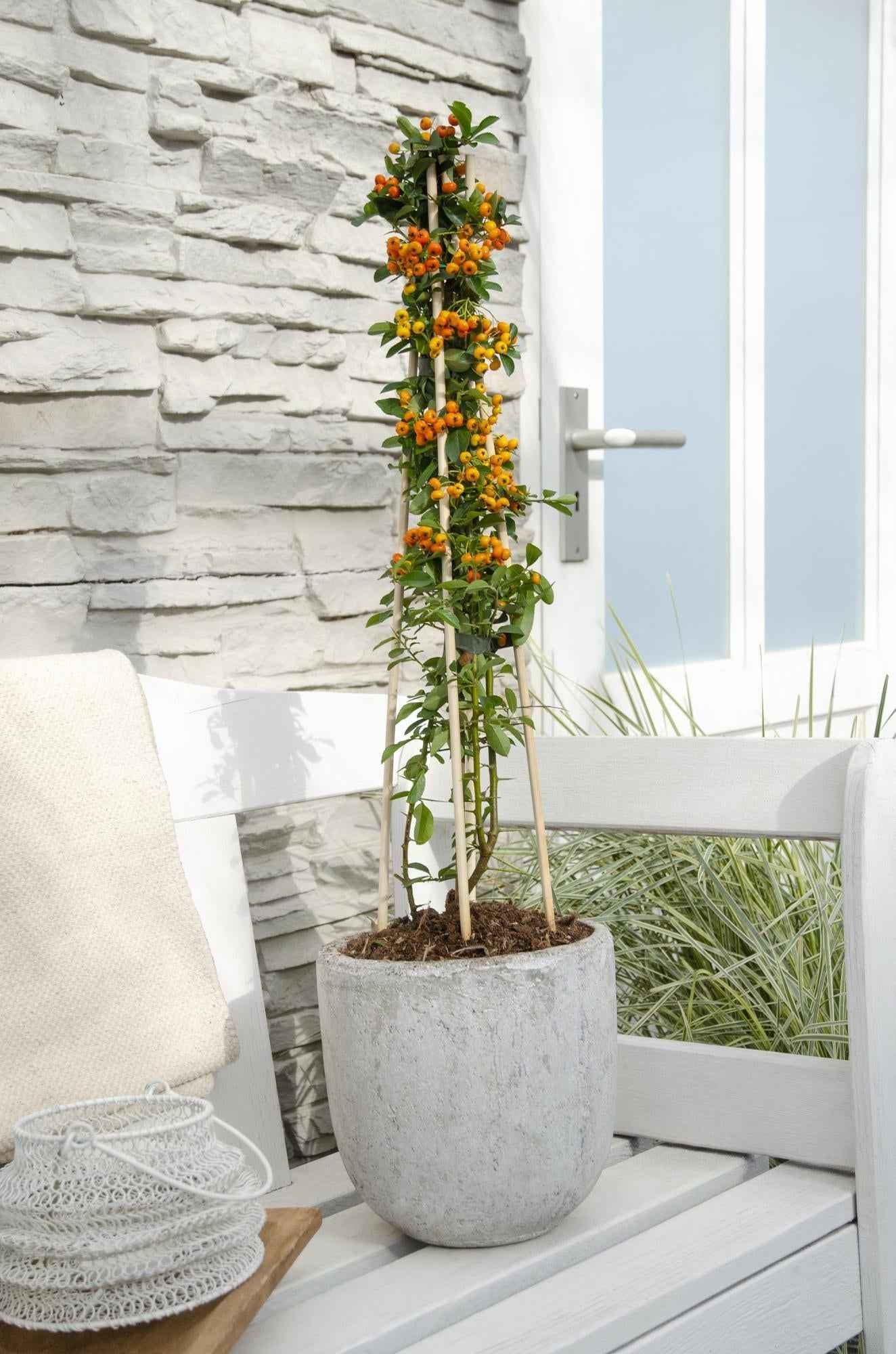 Image of Feuerdorn Pyracantha 'Orange Glow' – Kletterstrauch – Ø15cm – ↕65cm – Frosthart, immergrün, leuchtend orange Beeren-2