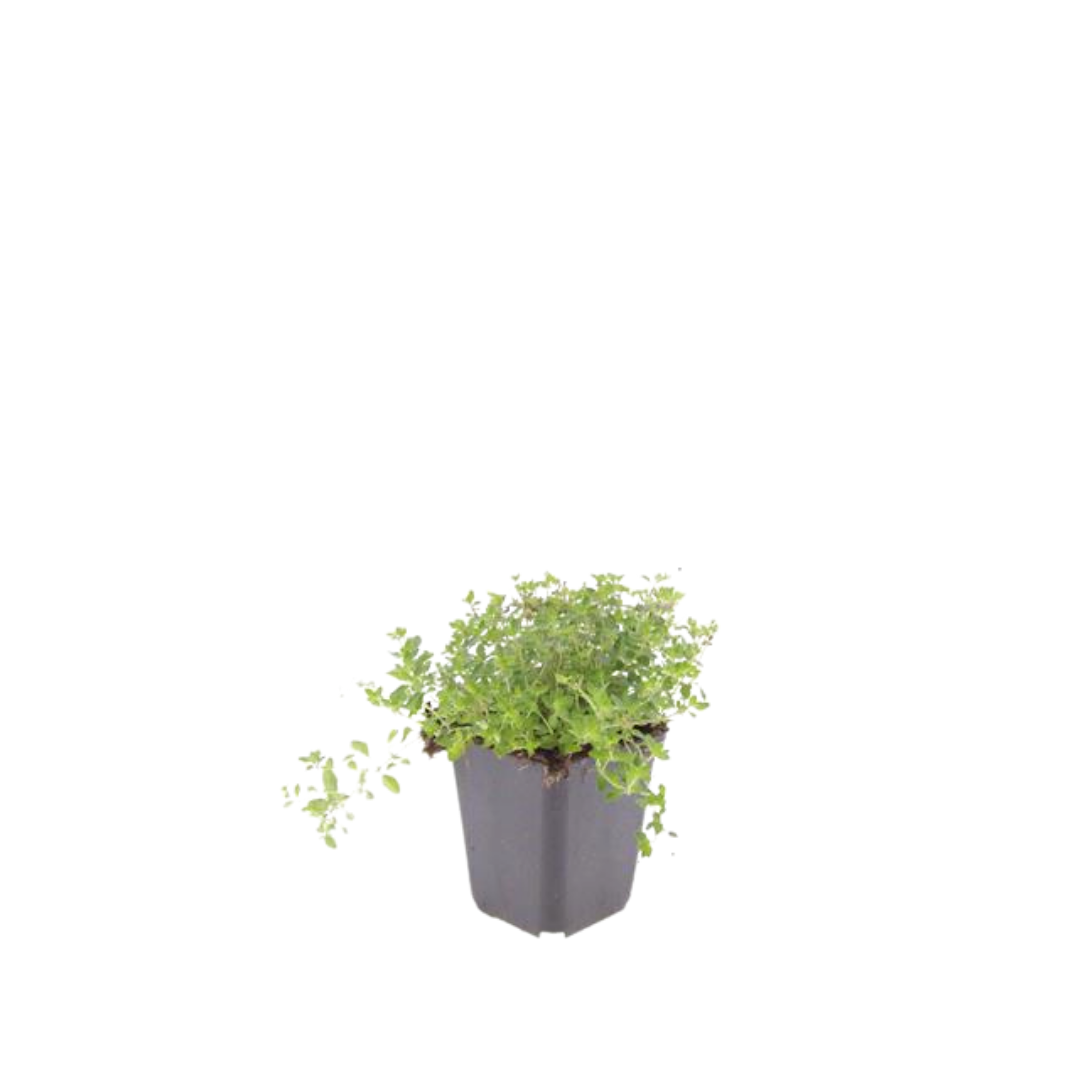 Image of Thymus serpyllum Pflanzenset – Ø9cm – Duftender Bodendecker für sonnige Standorte-1