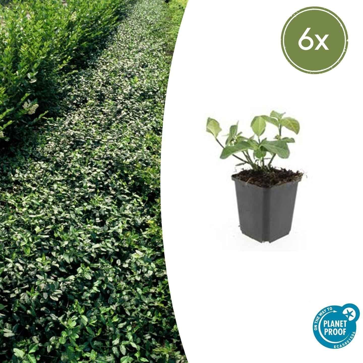 Image of Spindelstrauch – Euonymus fortunei 'Dart's Blanket' – ↕10-25cm – Ø9cm – Schattentolerant – Winterhart – Pflegeleicht-2