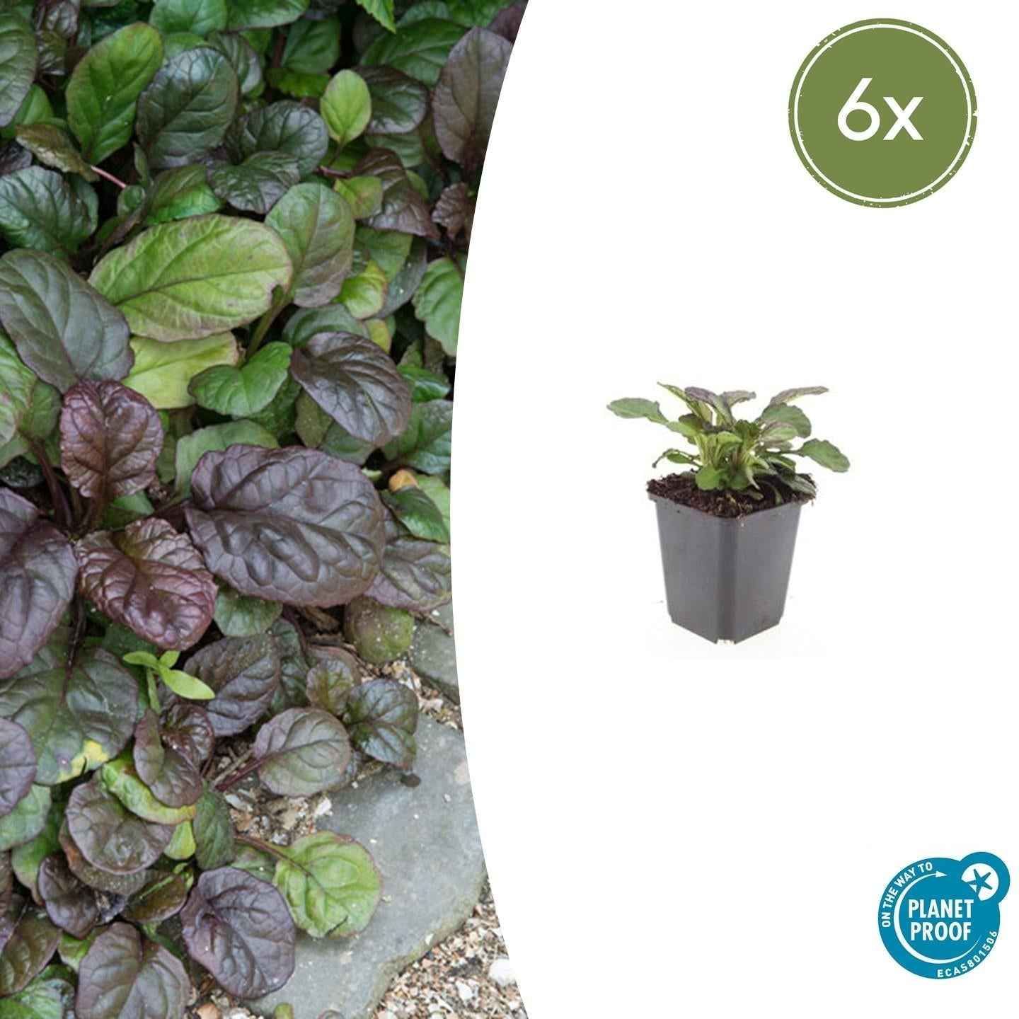 Image of Großblättriger Günsel – Ajuga reptans 'Catlin's Giant' – mit großen Blättern & blauen Blüten – Winterhart & pflegeleicht-2