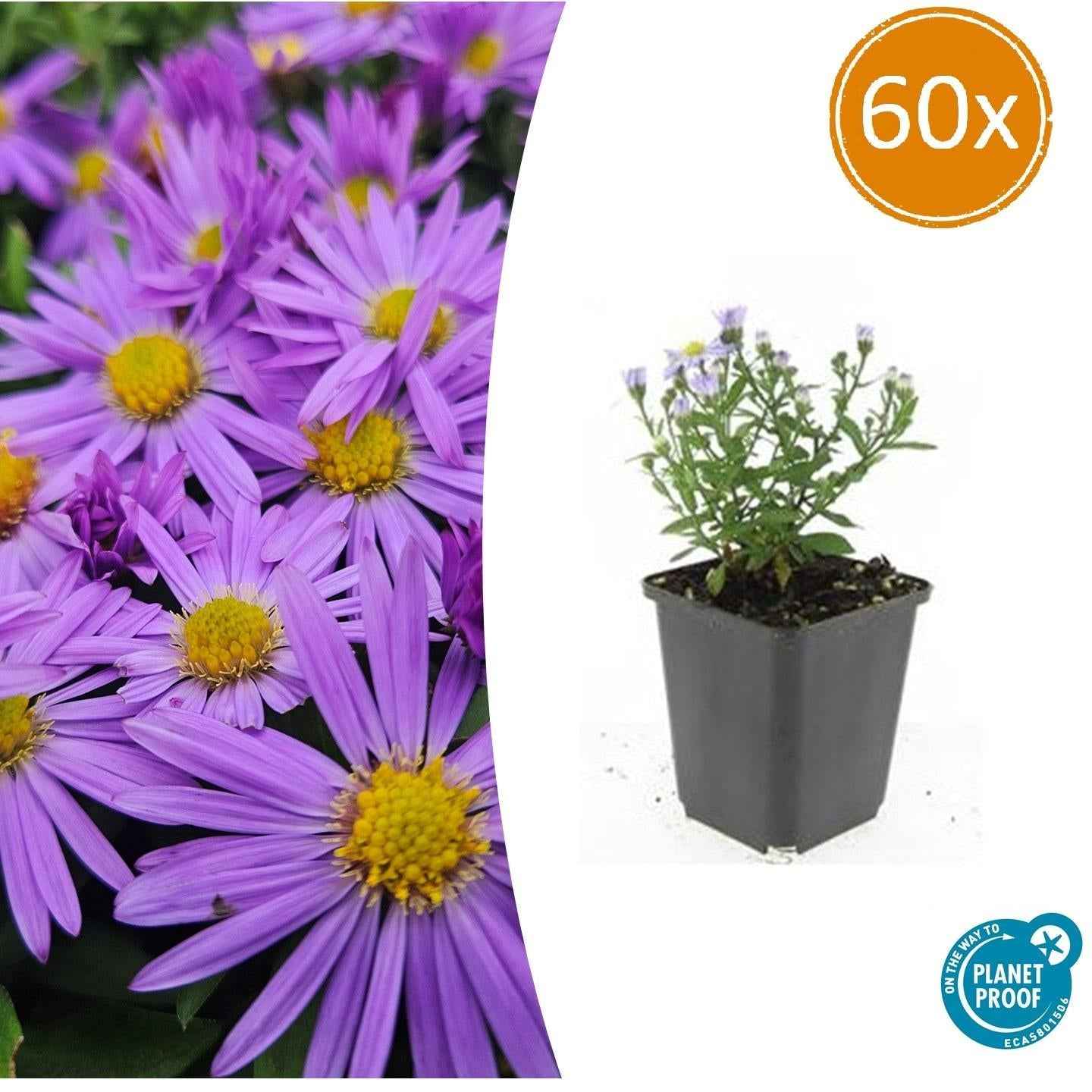 Image of Kissen – Aster (D) 'Prof. Anton Kippenberg' – ↕10-25cm – Ø9cm – Lila Herbstblüte – Pflegeleicht – Beete & Töpfe-0
