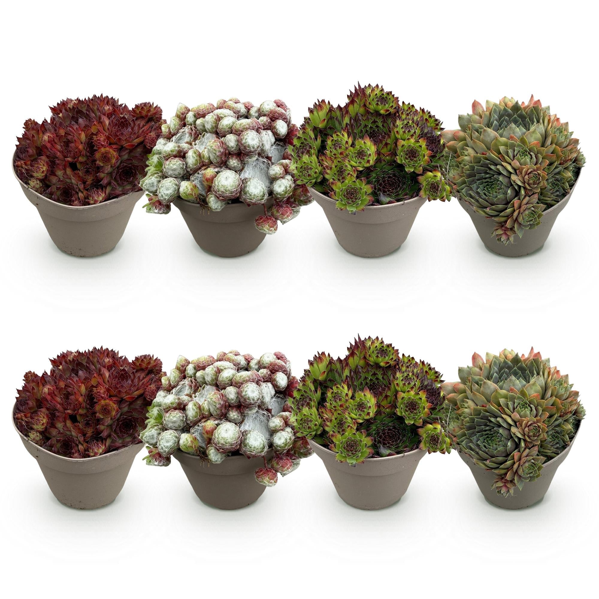Image of Bodendecker Sempervivum Big Sam – Winterhart – Verschiedene Farben – Pflegeleichte Hauswurz für Beete, Steingärten, Balkon & Terrasse-5