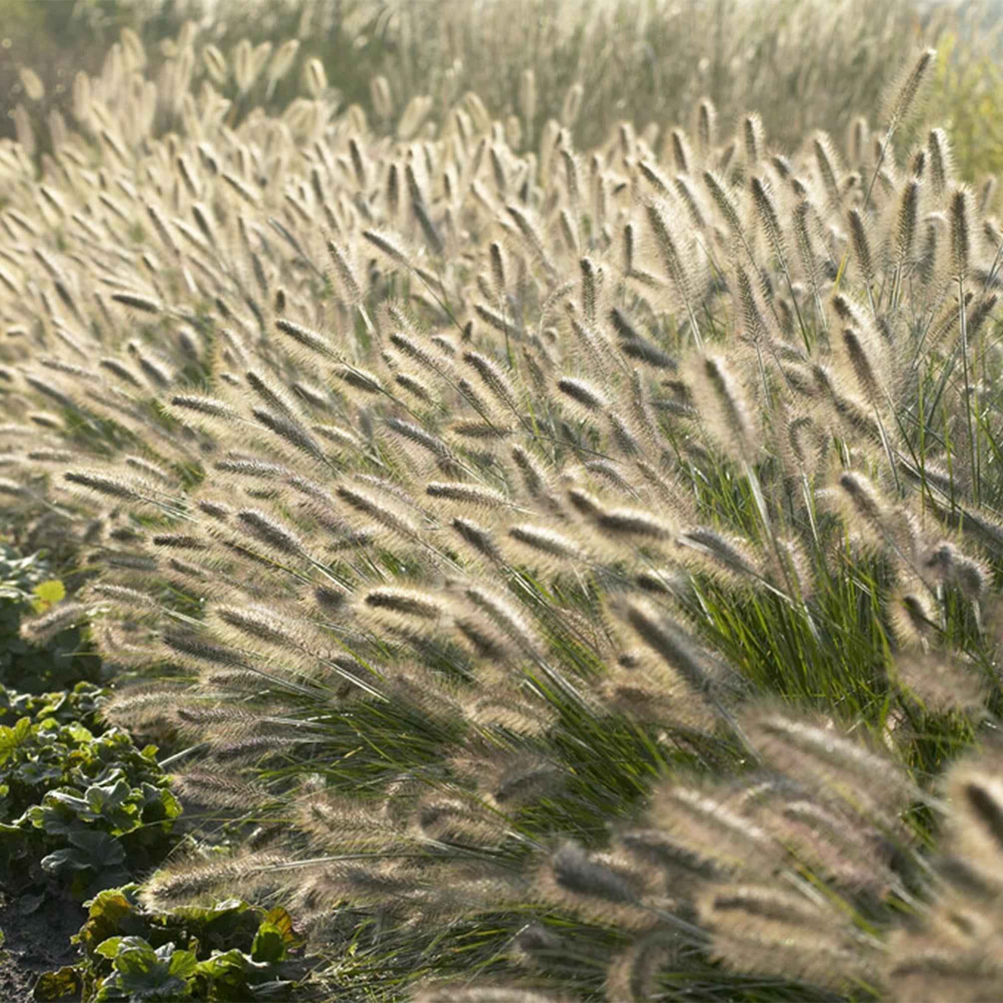 Image of Pennisetum alopecuroides 'Hameln' – ↕10-25cm – Ø9cm – Ziergras – Sonnen – & Schattenverträglich – Pflegeleicht – Beete & Töpfe-1
