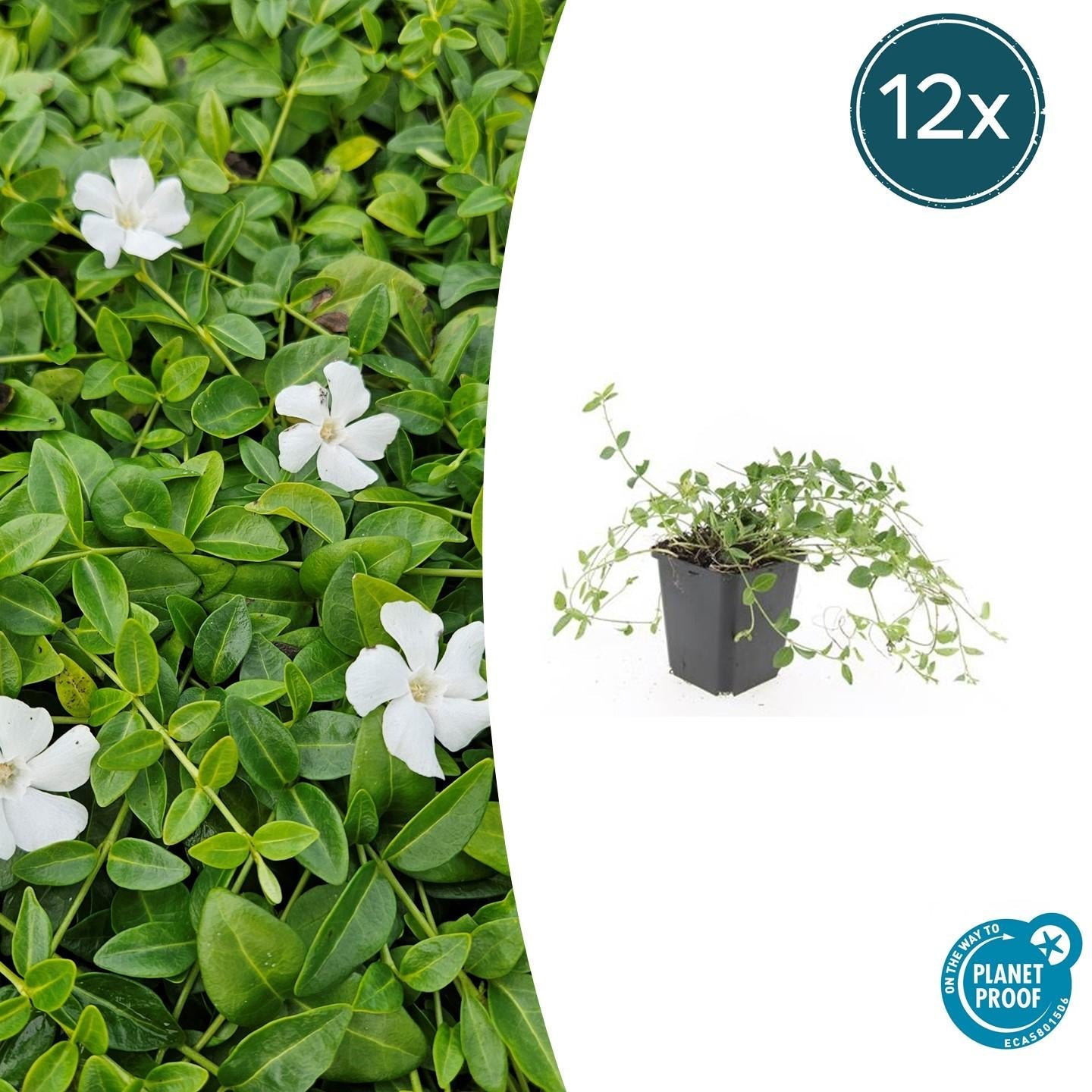 Image of Kleines Immergrün Vinca minor 'Gertrude Jekyll' – ↕10-25cm – Ø9cm-6