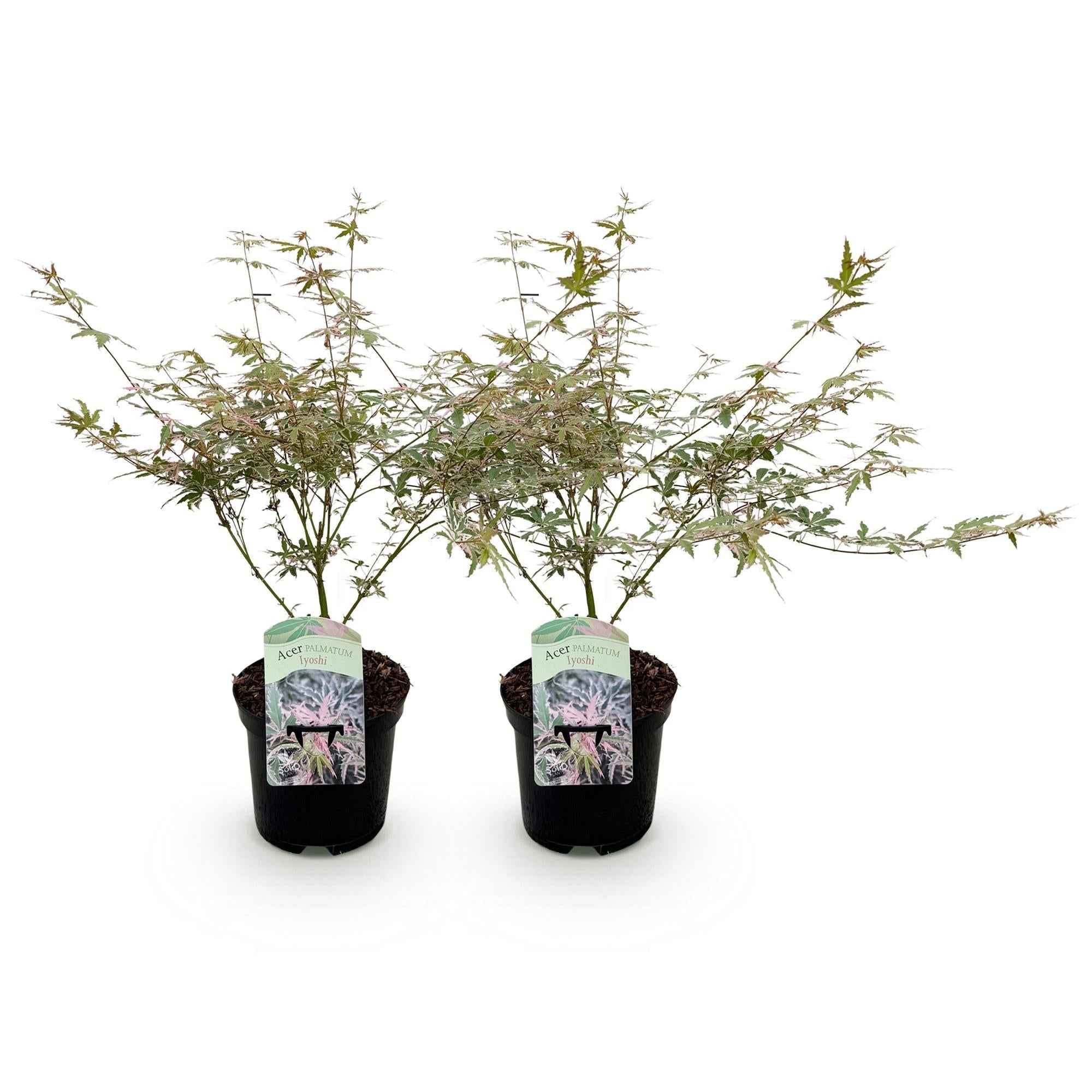 Image of Japanischer Ahorn Acer palmatum Iyoshi – Rosa Balkonpflanze – Ø19cm – Höhe ca. 70cm – Fein geschnittener Zierahorn für Beet & Balkon-0