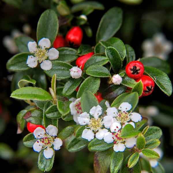 Image of Teppich – Zwergmispel Cotoneaster dammeri – ↕10-25cm – Ø9cm – Bodendecker – Blühend & pflegeleicht – Sonne & Schatten-3