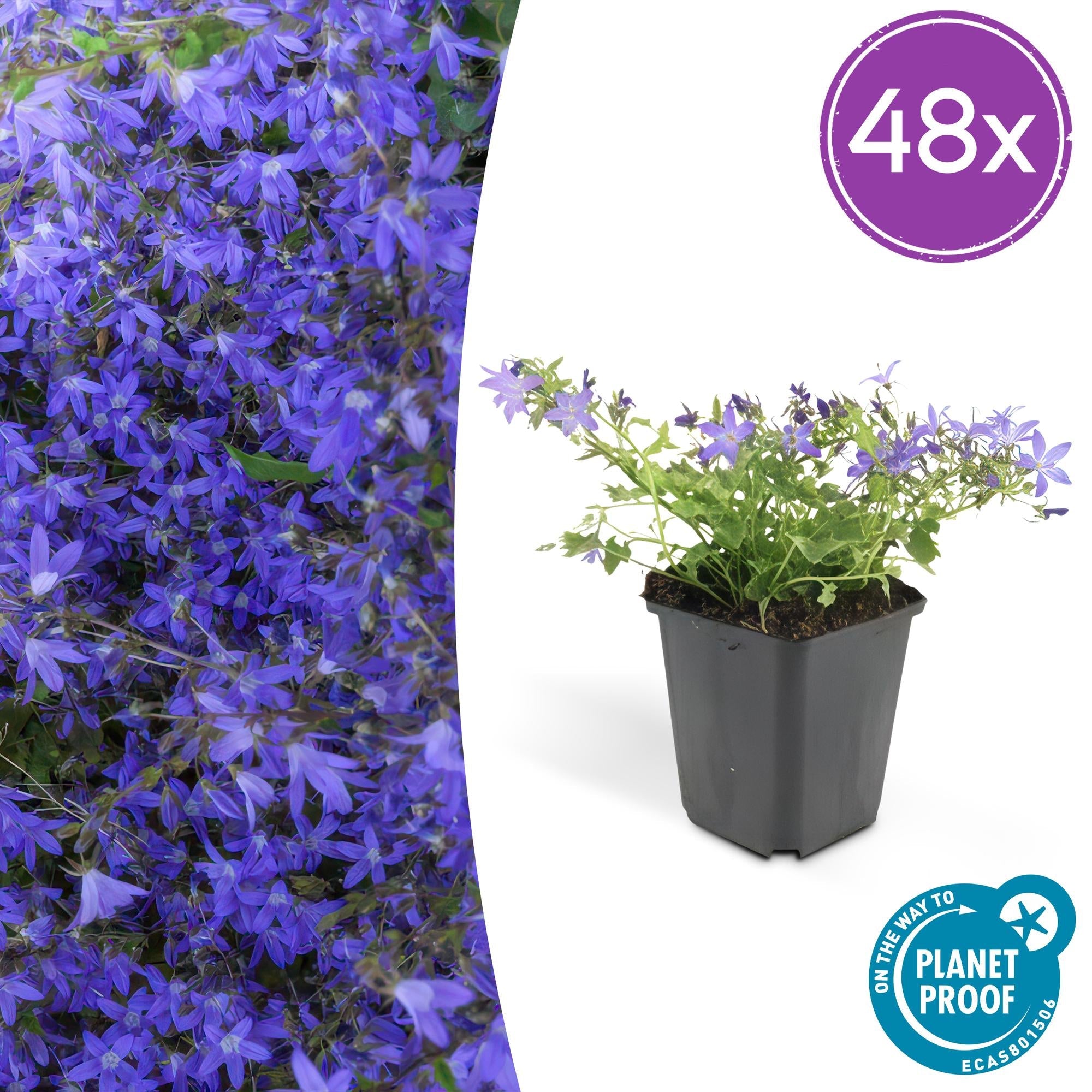 Image of Campanula poscharskyana 'Stella' – Hängepolster – Glockenblume – Blaue Blüten – ↕10-25cm – Ø9cm – Überhängend & pflegeleicht-6