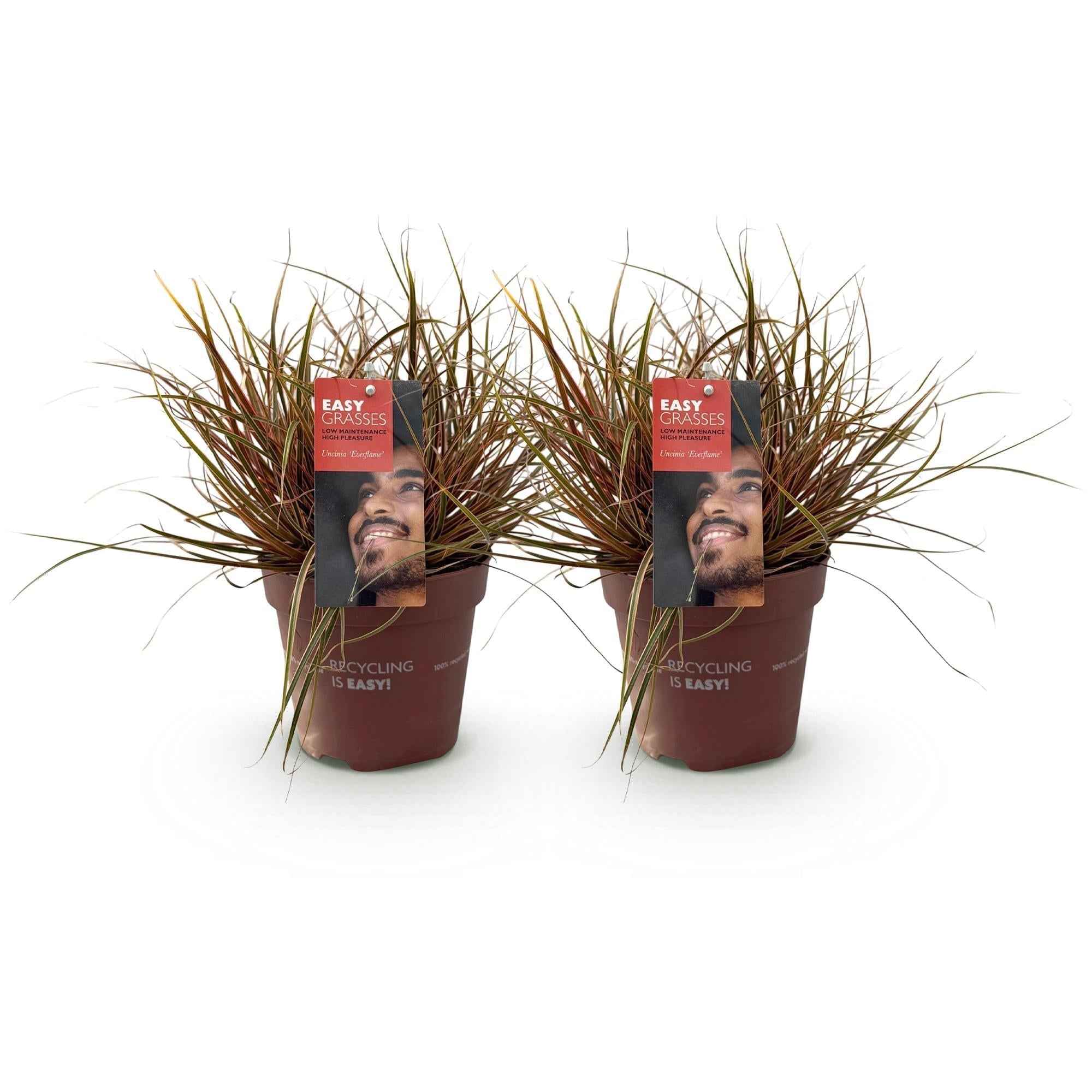 Image of Mahagonigras – Uncinia rubra 'Everflame' – Rotes Ziergras – Immergrün – Pflegeleicht – Für Beete & Töpfe – Ø17cm – Höhe ca. 50cm-2