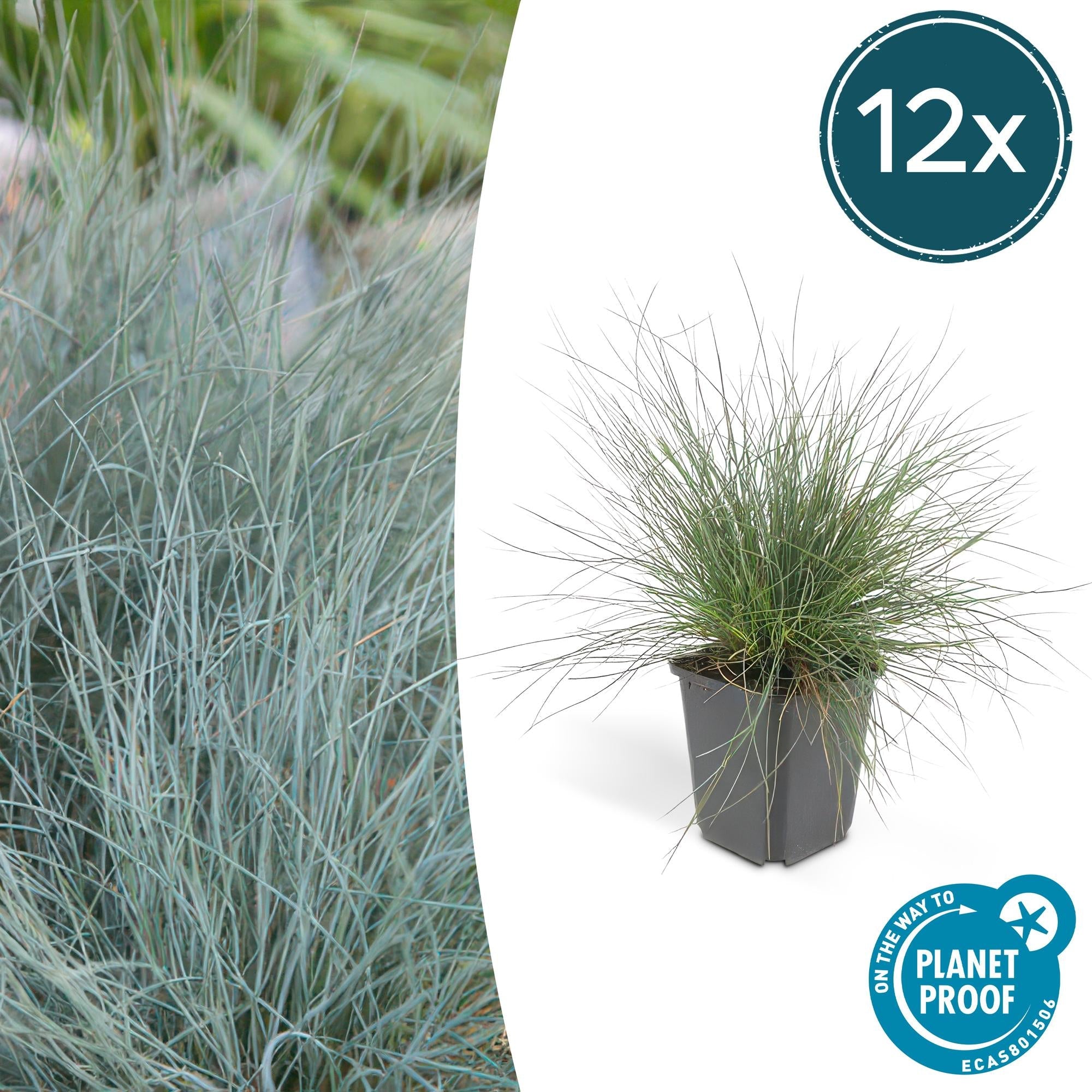 Image of Blau – Schwingel – Festuca glauca 'Elijah Blue' – ↕10-25cm – Ø9cm – Ziergras – graues Gras – Pflegeleicht & Winterhart-6