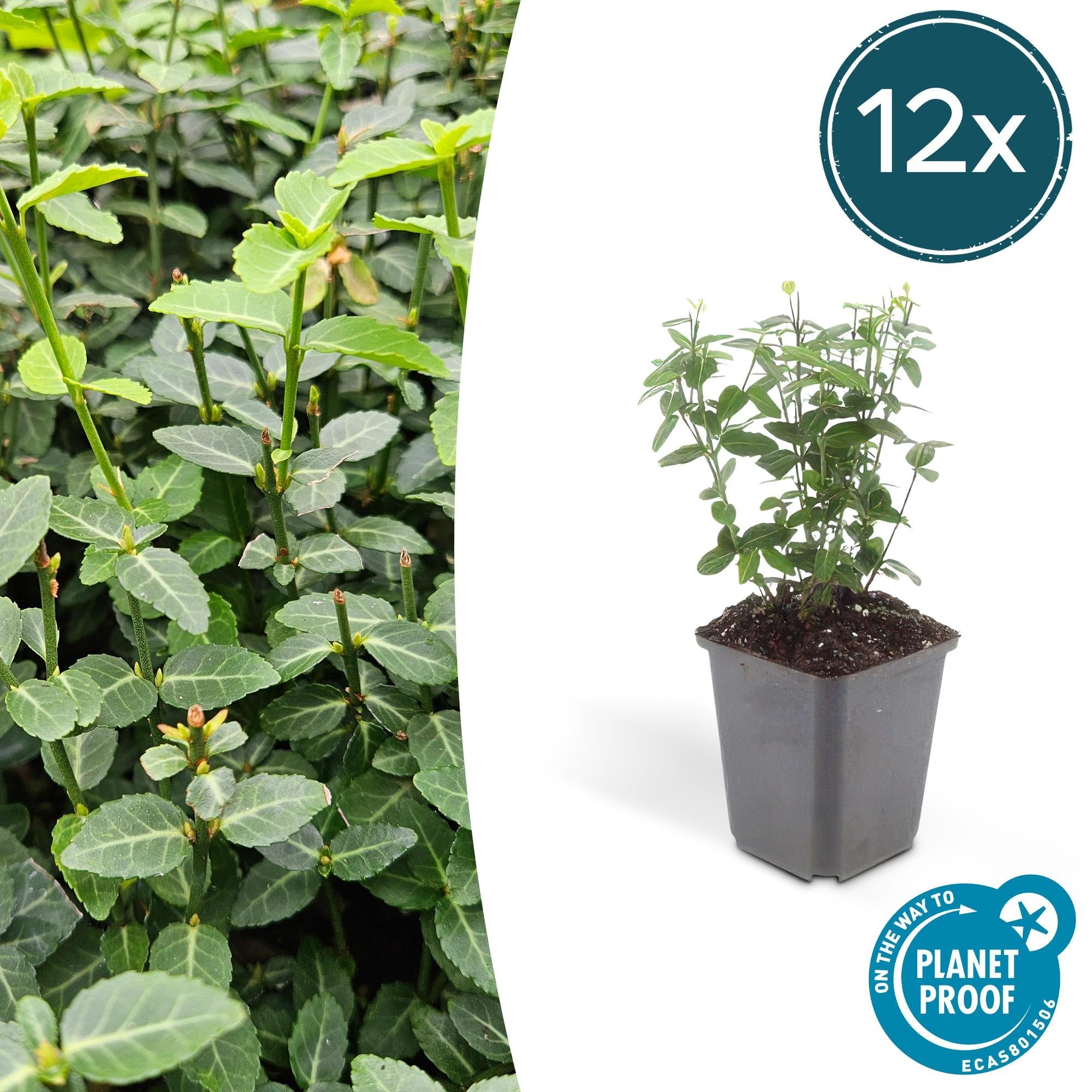 Image of Immergrüne Kriechspindel – Euonymus fortunei radicans – ↕10-25cm – Ø9cm – Pflegeleicht & Winterhart – Garten, Beete & Zäune-6