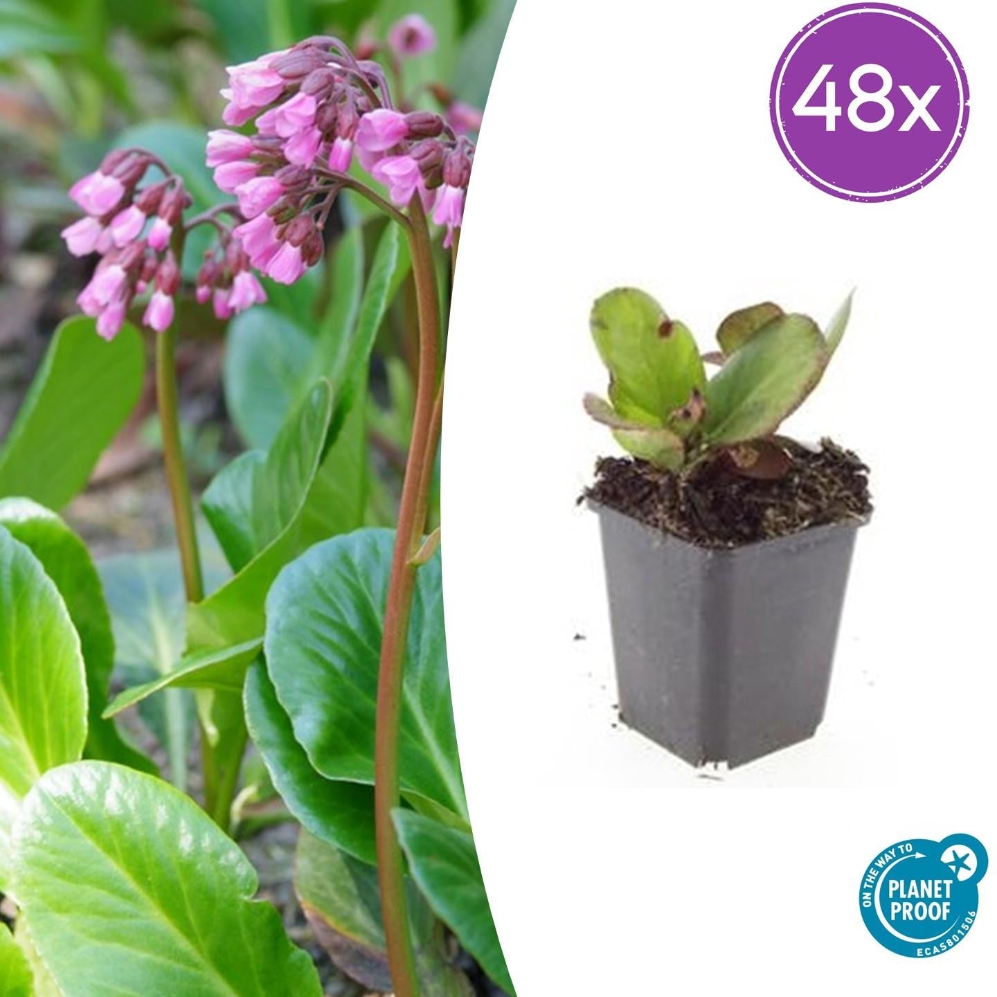 Image of Bergenie – Bergenia cordifolia 'Herbstblüte' – ↕10-25cm – Ø9cm – immergrün & winterhart-7