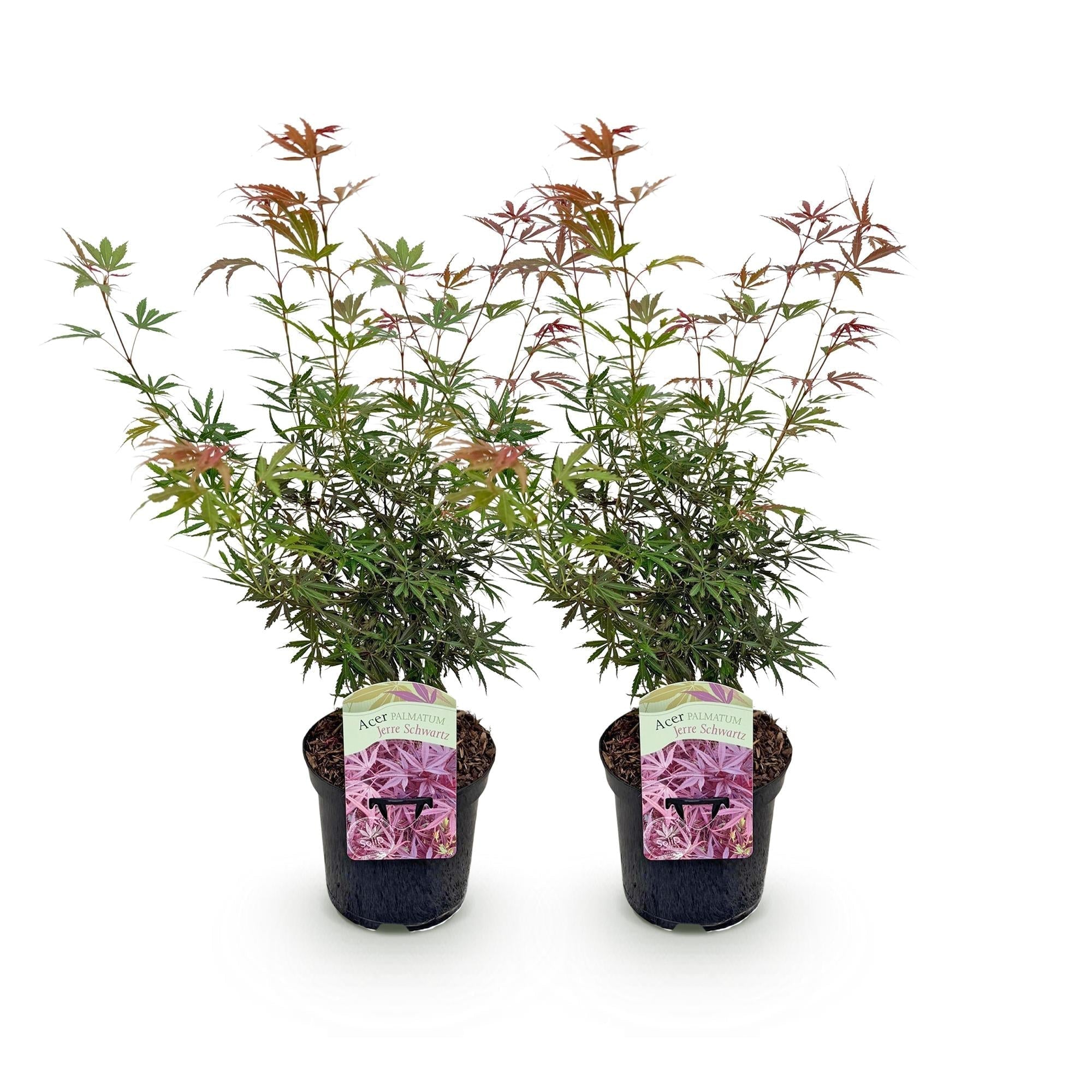 Image of Japanischer Ahorn Acer palmatum 'Jerre Schwartz' – Dunkelrot – Balkon – & Gartenpflanze – Ø19cm – Ca. 70cm hoch-5