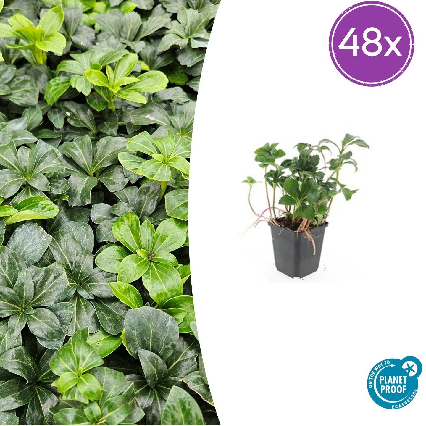 Image of Schattengrün Pachysandra terminalis 'Green Sheen' – ↕10-25cm – Ø9cm – Pflegeleicht & Winterhart-8
