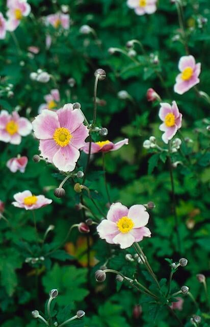 Image of Filzige Herbst – Anemone – Anemone tom. 'Robustissima' – ↕10-25cm – Ø9cm – Bienenfreundliche, purpurblaue Staude für Beete & Rabatten-5