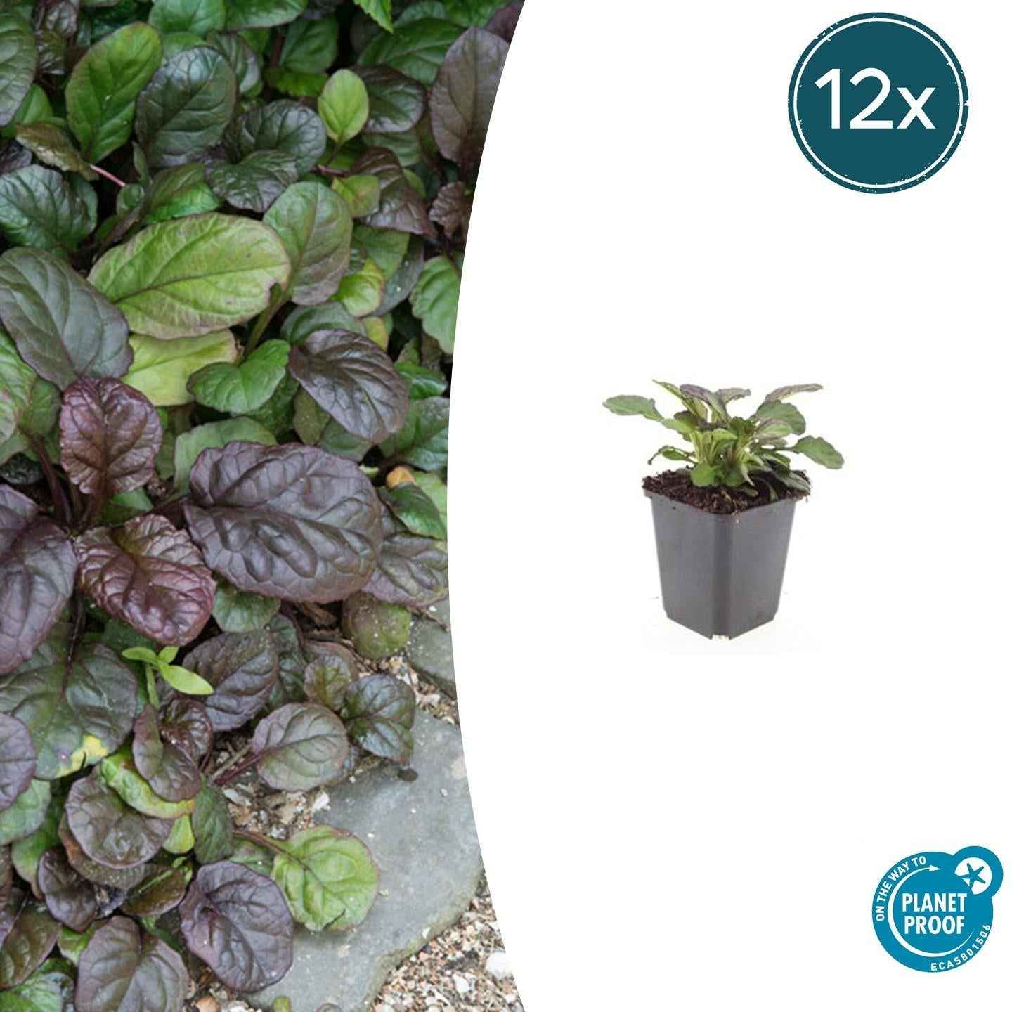 Image of Großblättriger Günsel – Ajuga reptans 'Catlin's Giant' – mit großen Blättern & blauen Blüten – Winterhart & pflegeleicht-0