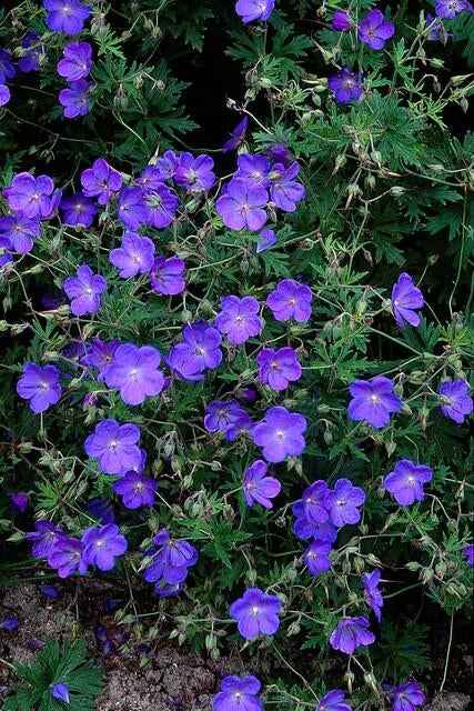 Image of Storchschnabel Geranium 'Johnson's Blue' – ↕10-25cm – Ø9cm – Winterharte Staude & Bodendecker – Leuchtend blaue Blüten-1