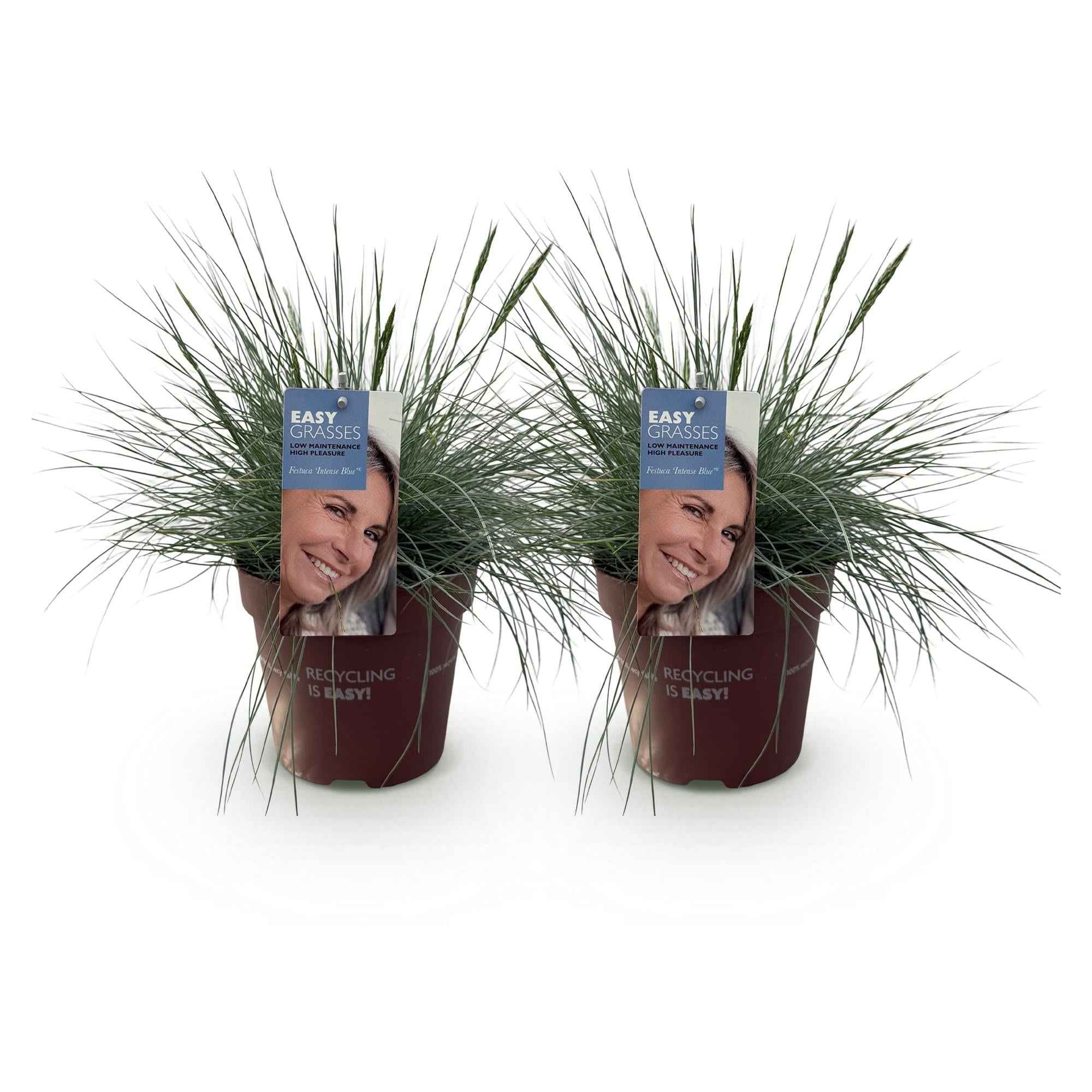 Image of Blauschwingel Festuca glauca Intense Blue – Ø17cm – Immergrün – Pflegeleicht – Blaugrüne Ziergras – Höhe ca. 50cm-2