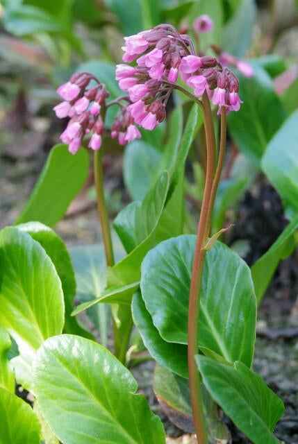 Image of Bergenie – Bergenia cordifolia 'Herbstblüte' – ↕10-25cm – Ø9cm – immergrün & winterhart-1