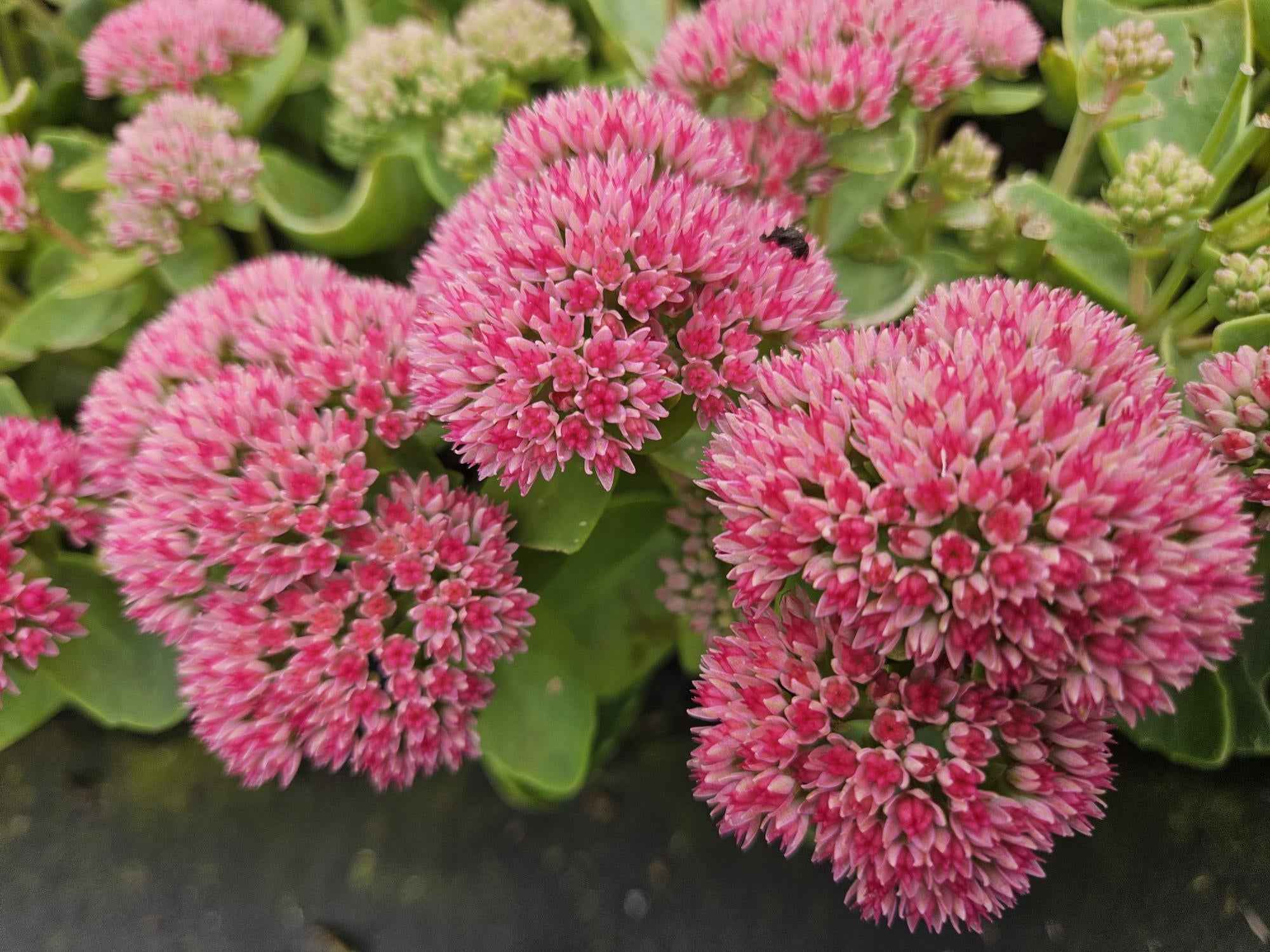 Image of Hohes-Fettblatt Sedum 'Herbstfreude' – ↕10-25cm – Ø9cm – Winterhart – Trockenheitstolerant – Bienenfreundlich – Spätsommerblüte-1