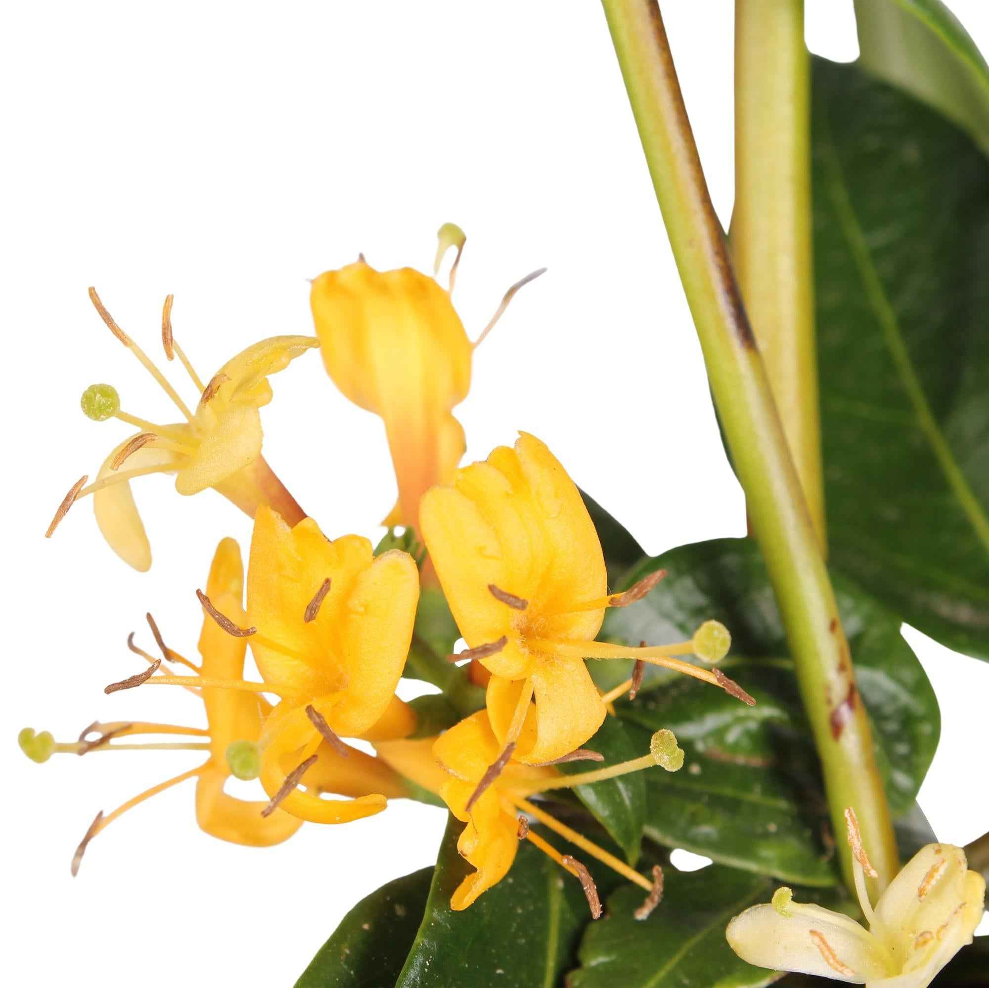 Image of Geißblatt Lonicera henryi 'Copper Beauty' – Kletterpflanze – Ø15cm – ↕65cm – Immergrün, duftend, pflegeleicht
