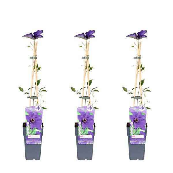 Image of Waldrebe – Clematis 'The President' – Ø15cm – ↕65cm – Kletterpflanze mit violetten Blüten für Garten & Pergola-1