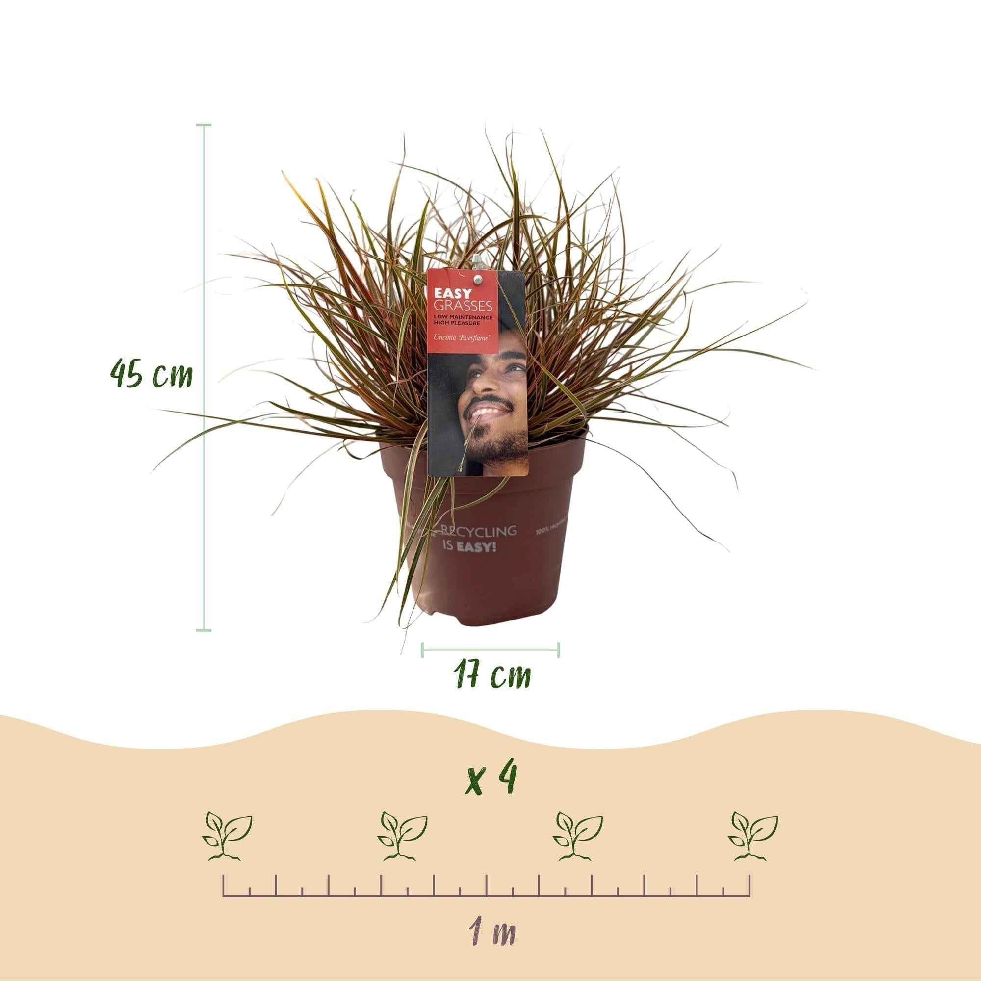 Image of Mahagonigras – Uncinia rubra 'Everflame' – Rotes Ziergras – Immergrün – Pflegeleicht – Für Beete & Töpfe – Ø17cm – Höhe ca. 50cm-3