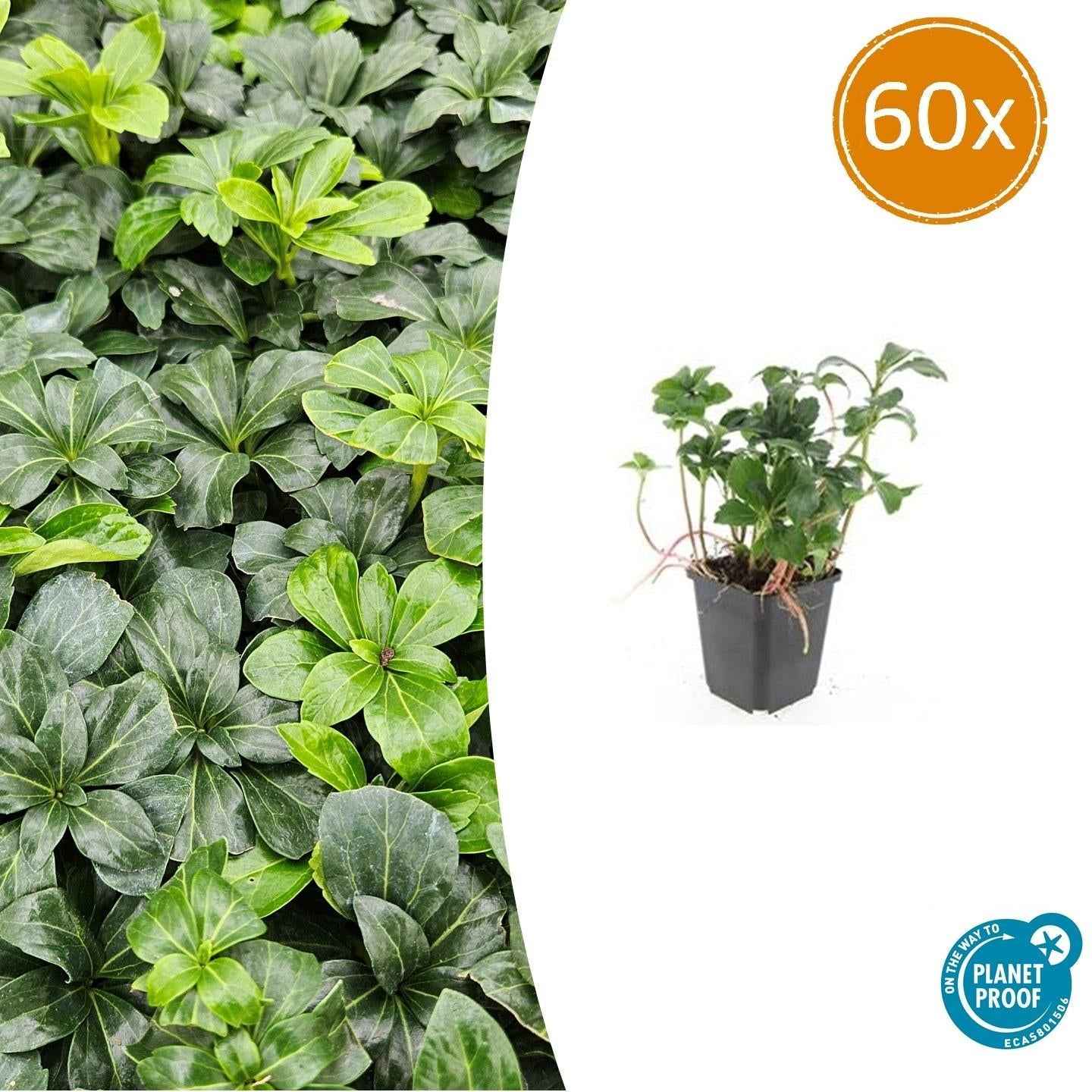Image of Schattengrün Pachysandra terminalis 'Green Sheen' – ↕10-25cm – Ø9cm – Pflegeleicht & Winterhart-0