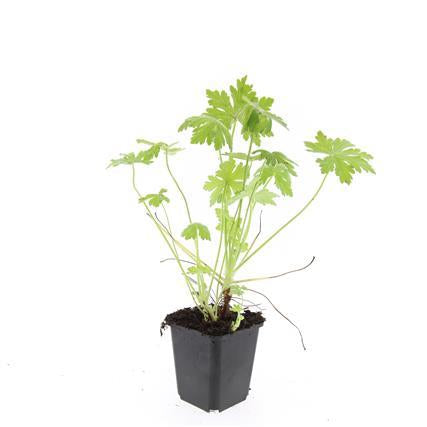 Image of Balkan – Storchschnabel – Geranium macrorrhizum – Winterhart – Duftende Blätter – Ø9cm ↕10-25cm-7
