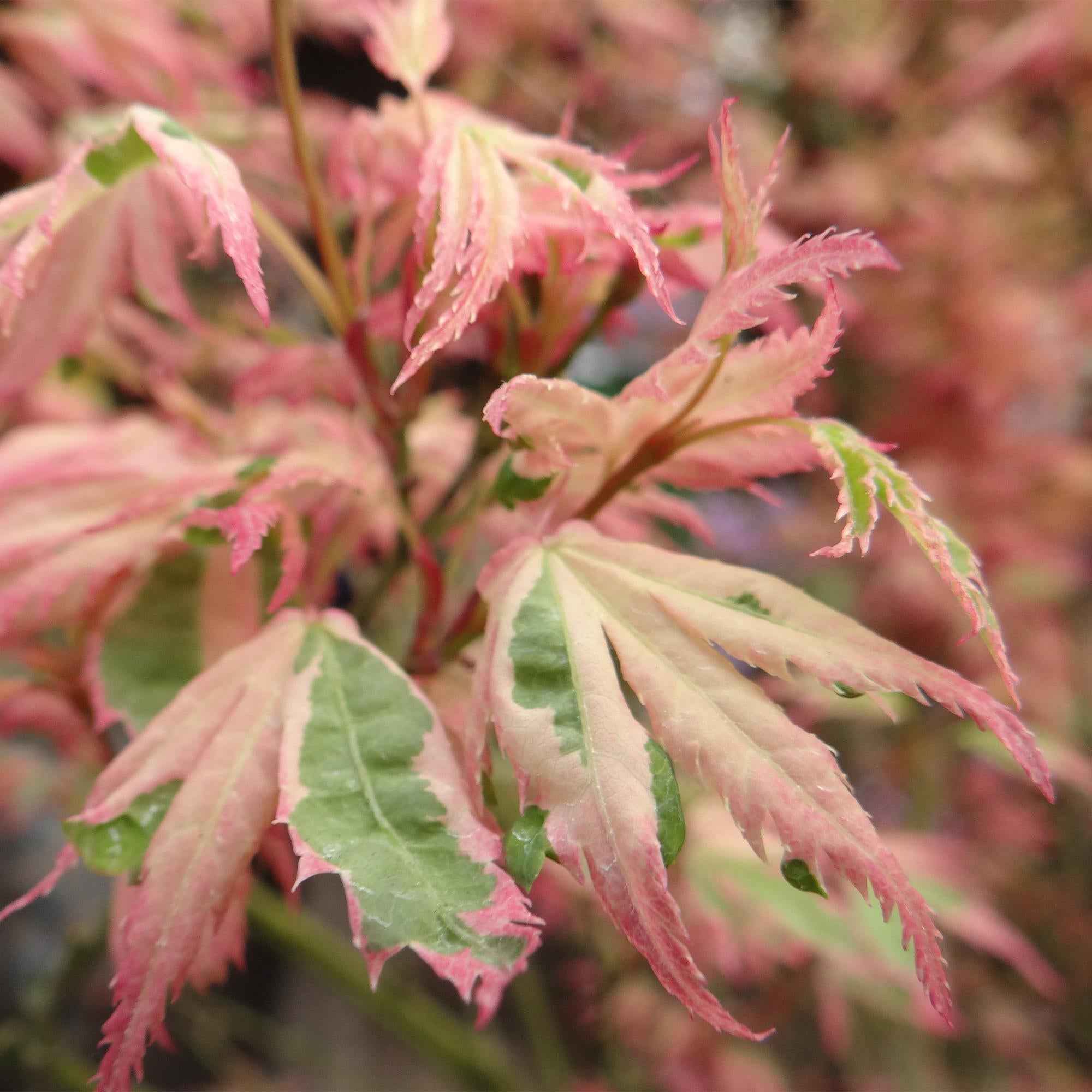 Image of Japanischer Ahorn Acer palmatum Iyoshi – Rosa Balkonpflanze – Ø19cm – Höhe ca. 70cm – Fein geschnittener Zierahorn für Beet & Balkon-3