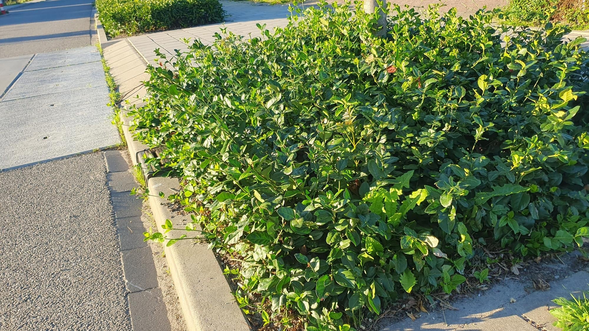 Image of Purpur – Kriechspindel Euonymus fortunei 'Coloratus' – ↕10-25cm – Ø9cm – & Hecken-7