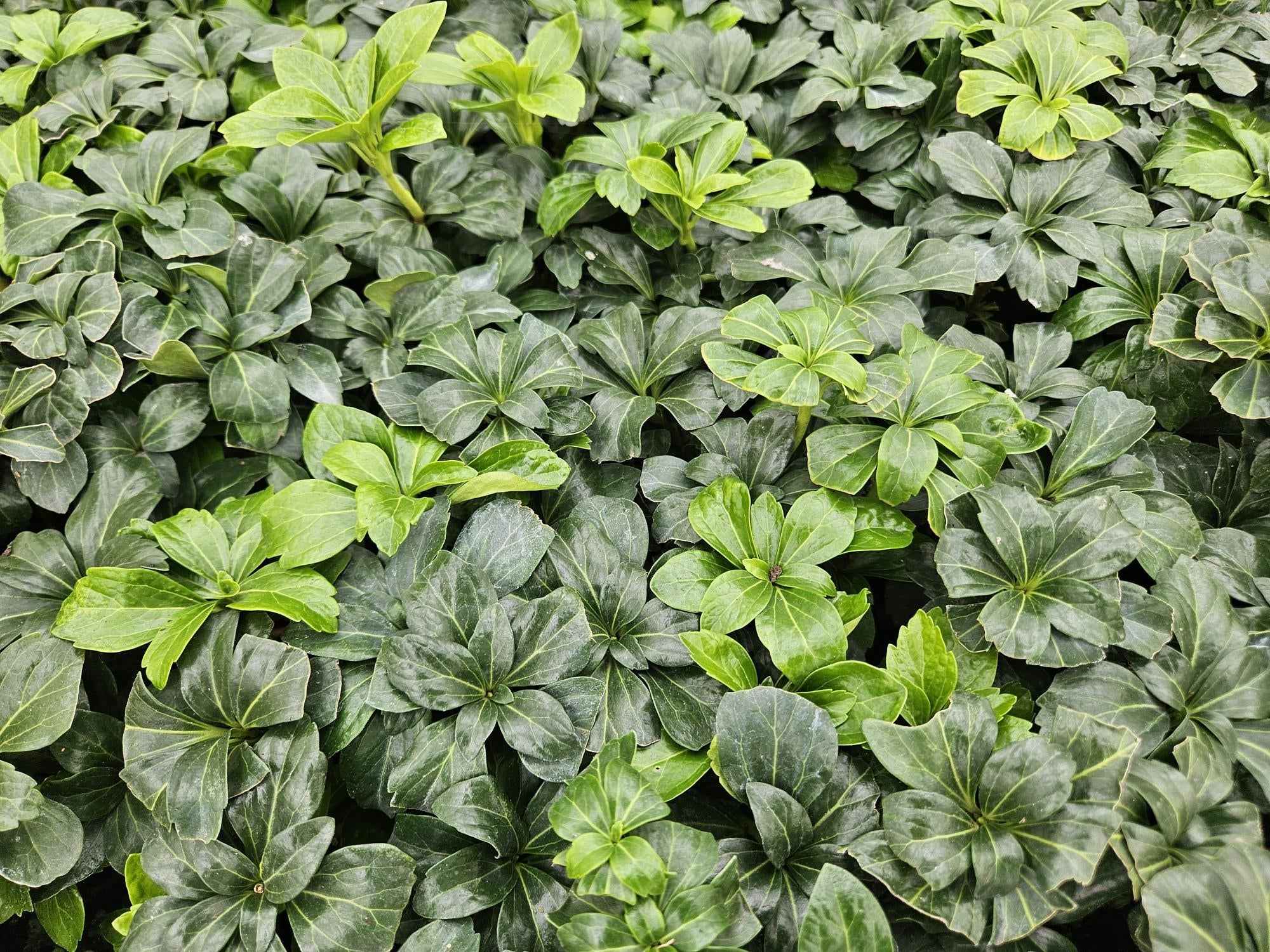 Image of Schattengrün Pachysandra terminalis 'Green Sheen' – ↕10-25cm – Ø9cm – Pflegeleicht & Winterhart-1