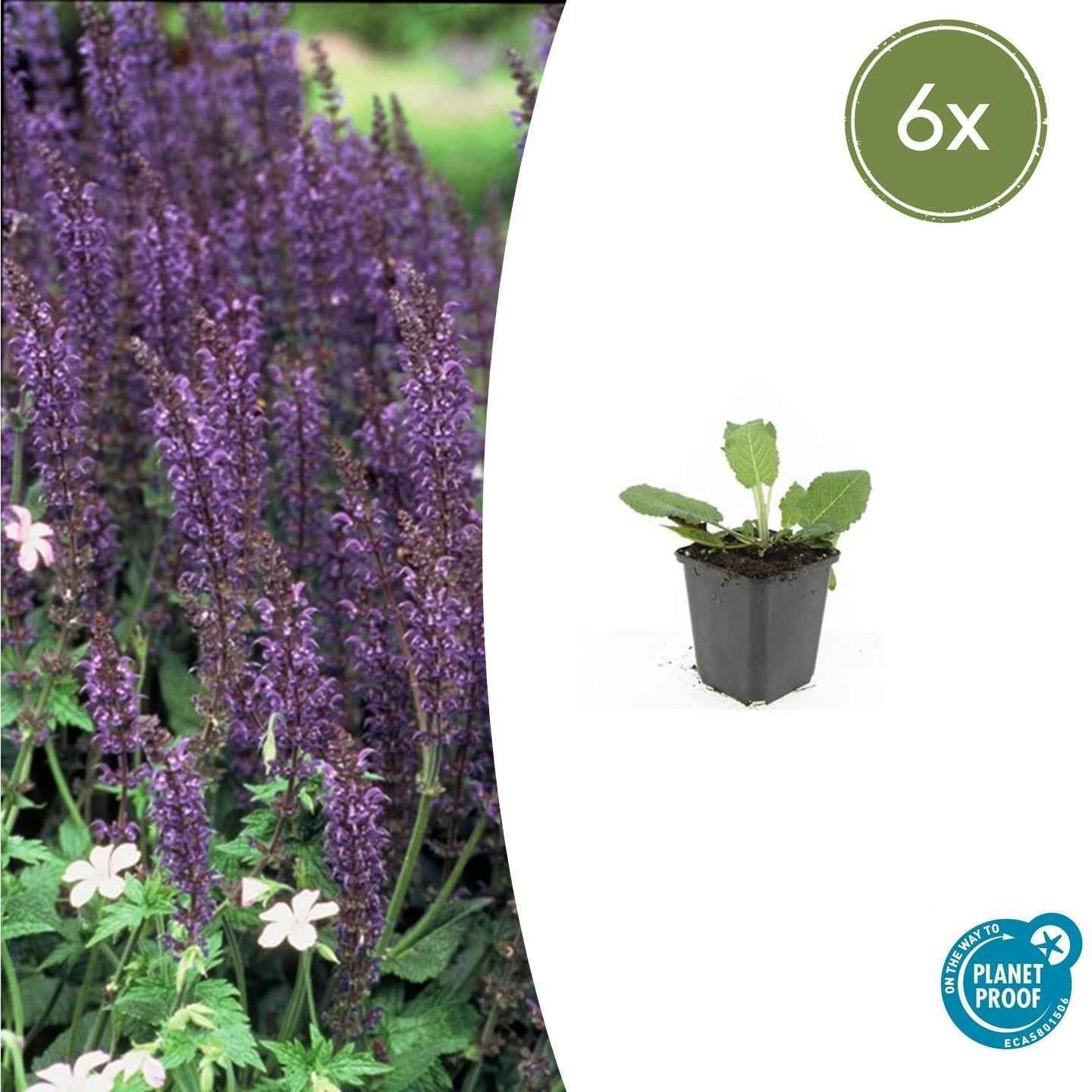 Image of Blüten – Salbei Salvia nem. 'Mainacht' – ↕10-25cm – Ø9cm – Bienenfreundlich – Blau blühend – Sonniger Standort – Pflegeleicht